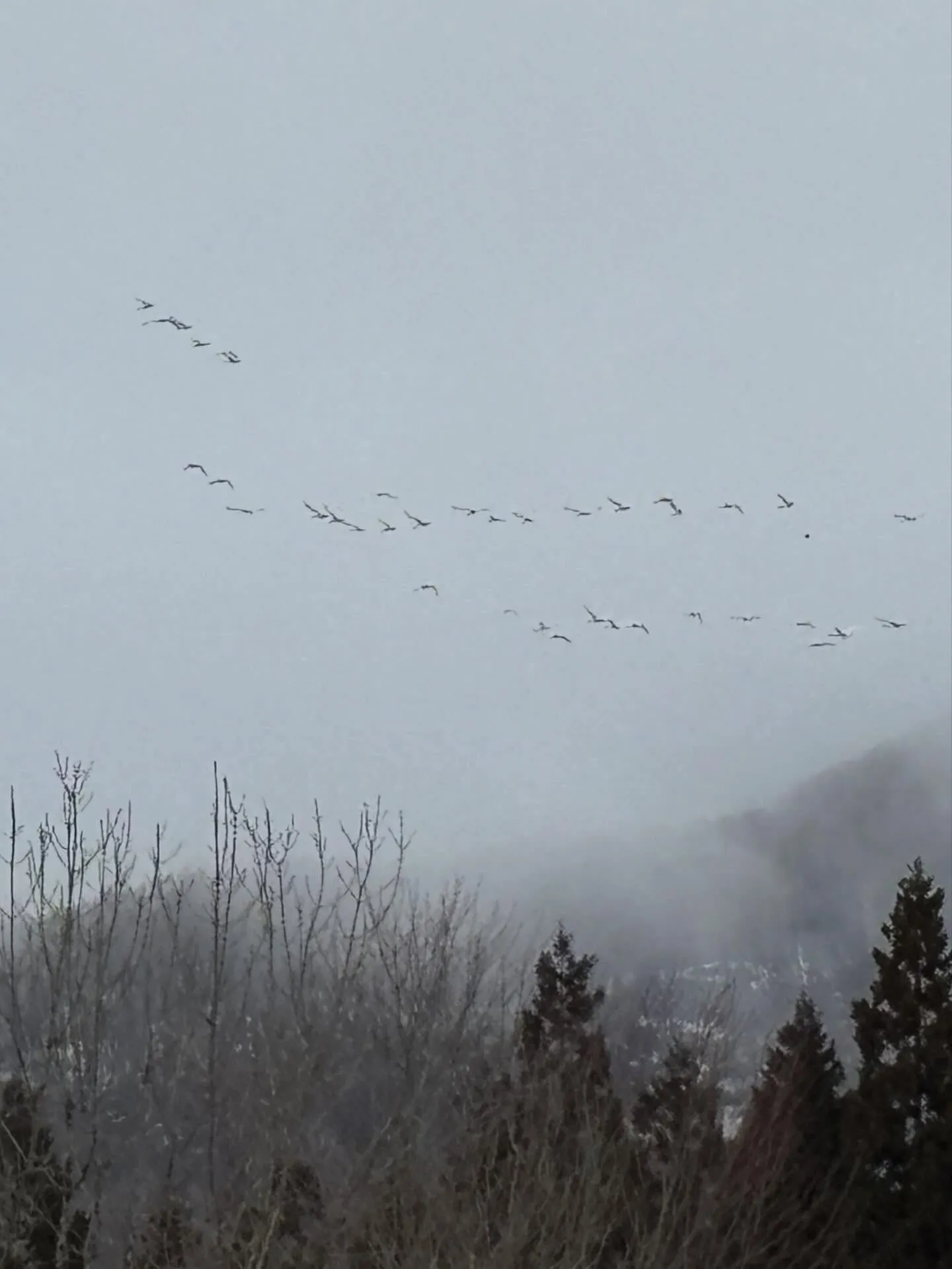 白鳥が大群で通過中🕊️シベリアへ行く練習でしょうか？何度も飛...