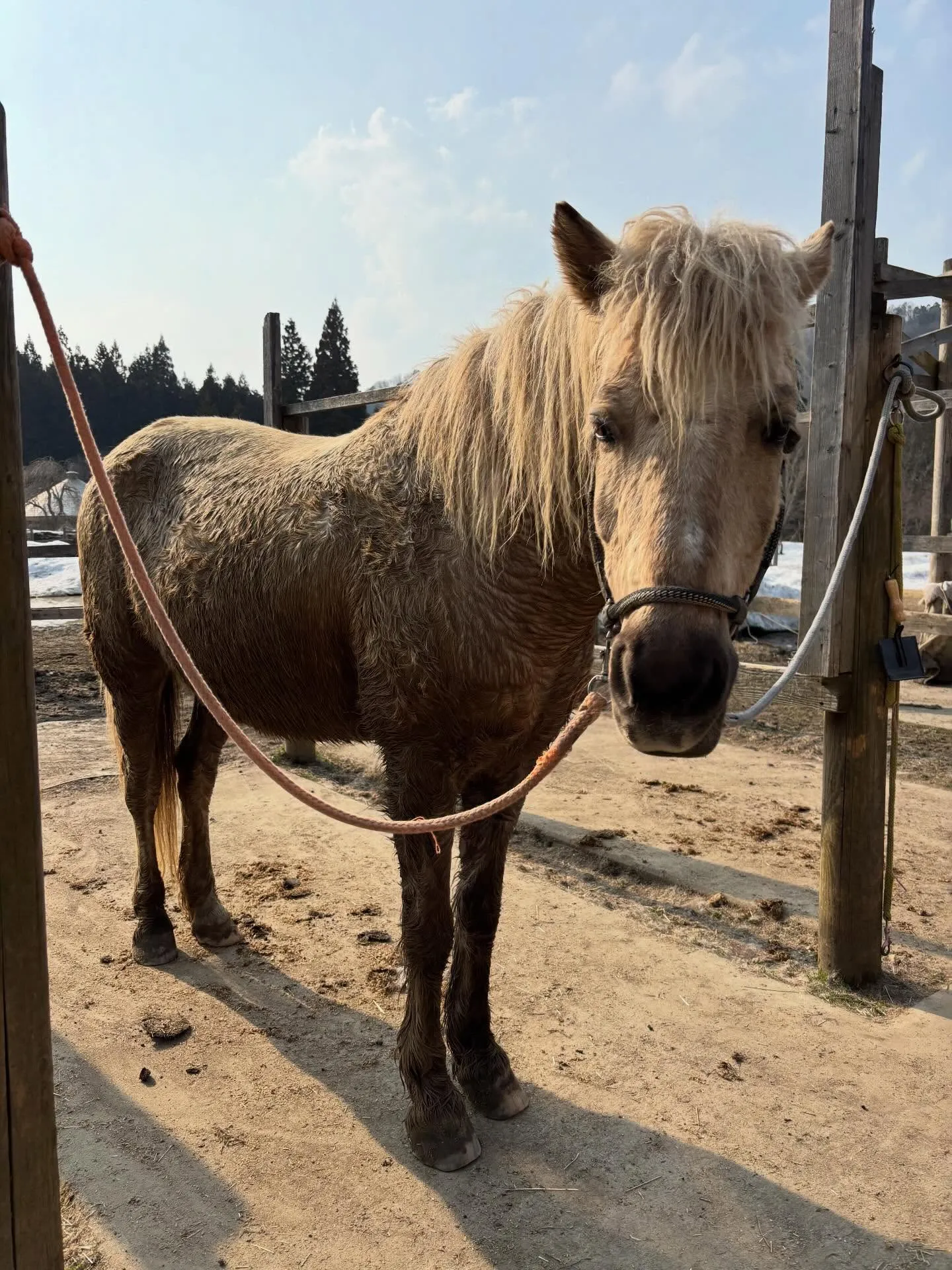 気持ちよく放牧していたと思ったら、どろんこ！