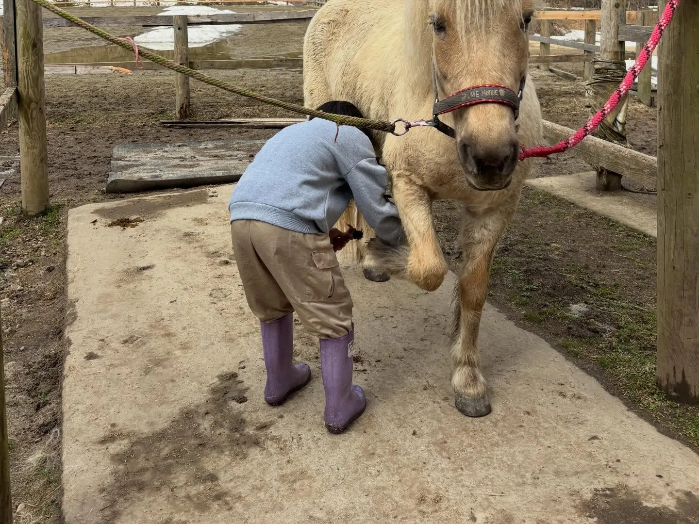今日はふきのとうを探して牧場中を散策！たくさん採ったよー！