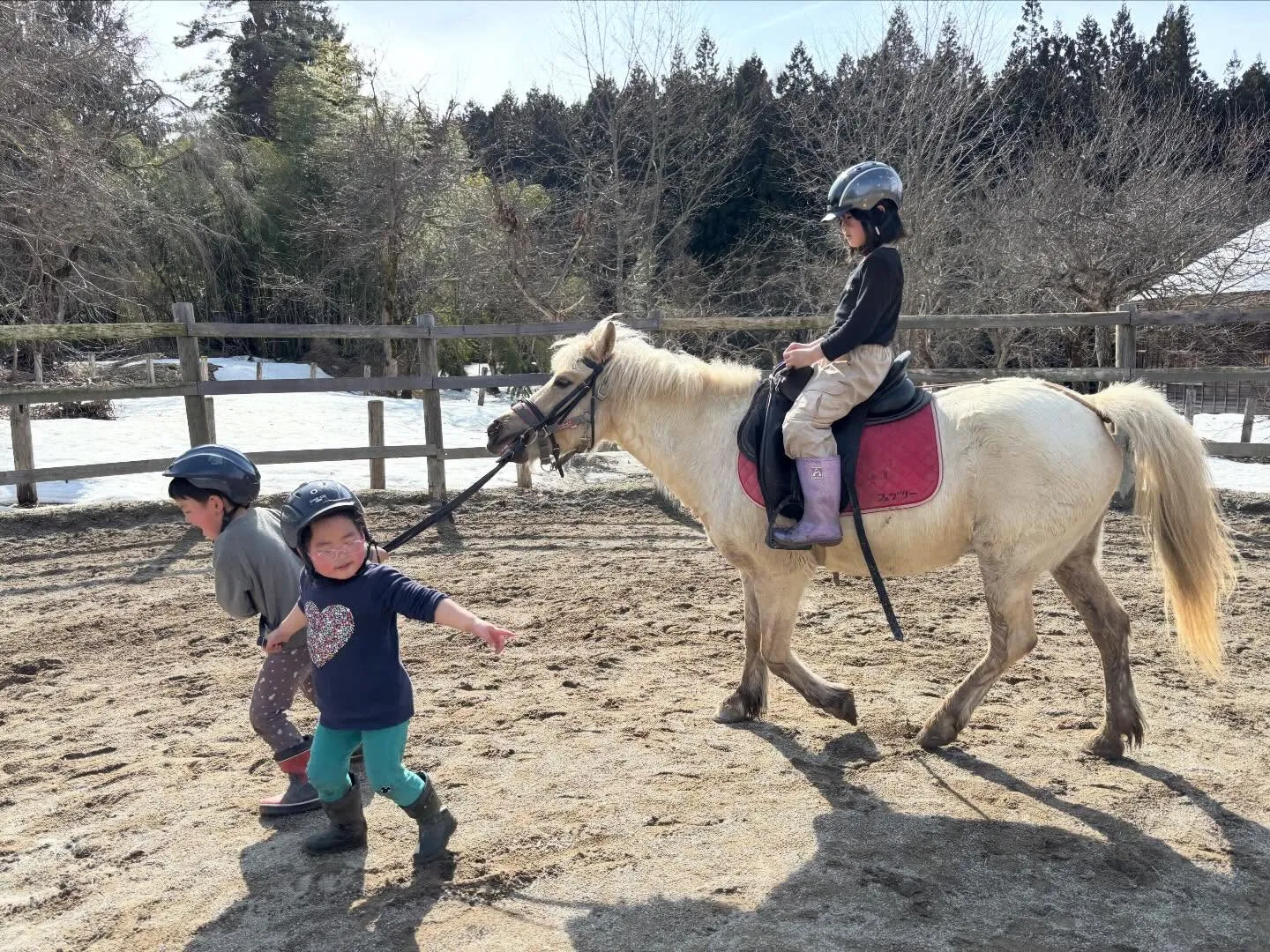 今日はふきのとうを探して牧場中を散策！たくさん採ったよー！