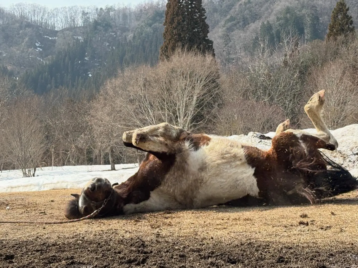 春になるとみんなゴロゴロ！アステロとお昼寝中の一番小さいキリ...