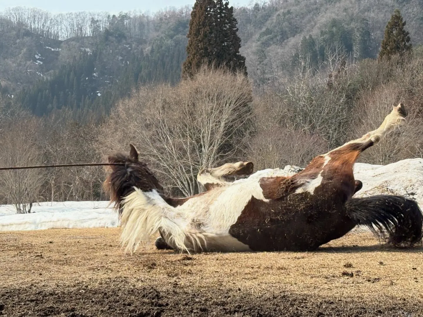 春になるとみんなゴロゴロ！アステロとお昼寝中の一番小さいキリ...