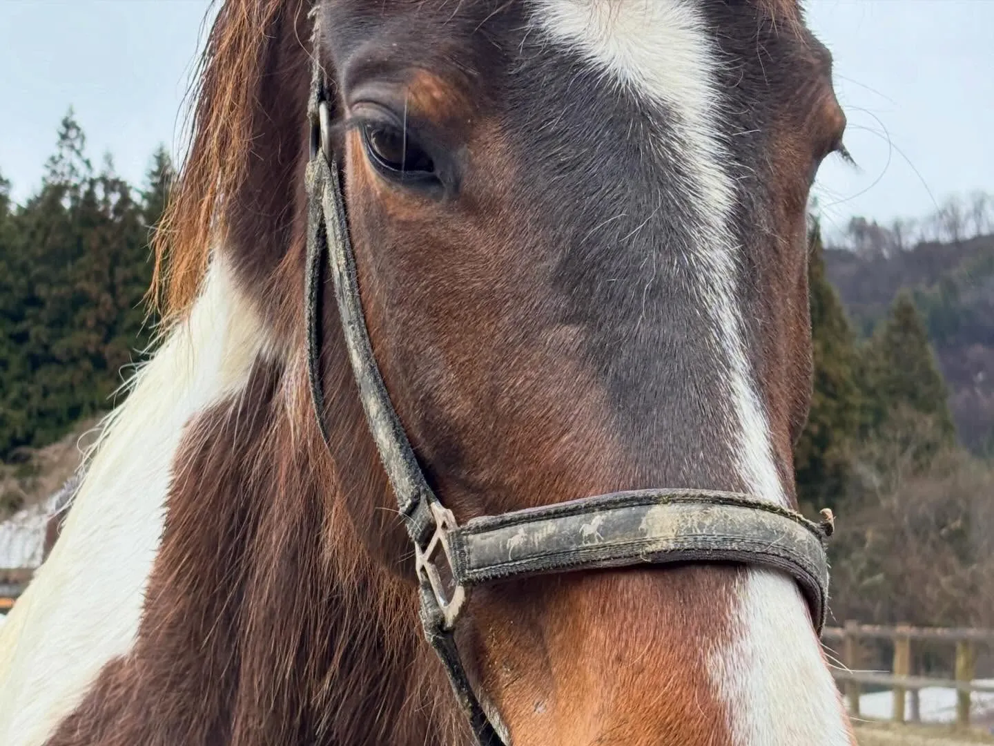 春になるとみんなゴロゴロ！アステロとお昼寝中の一番小さいキリ...