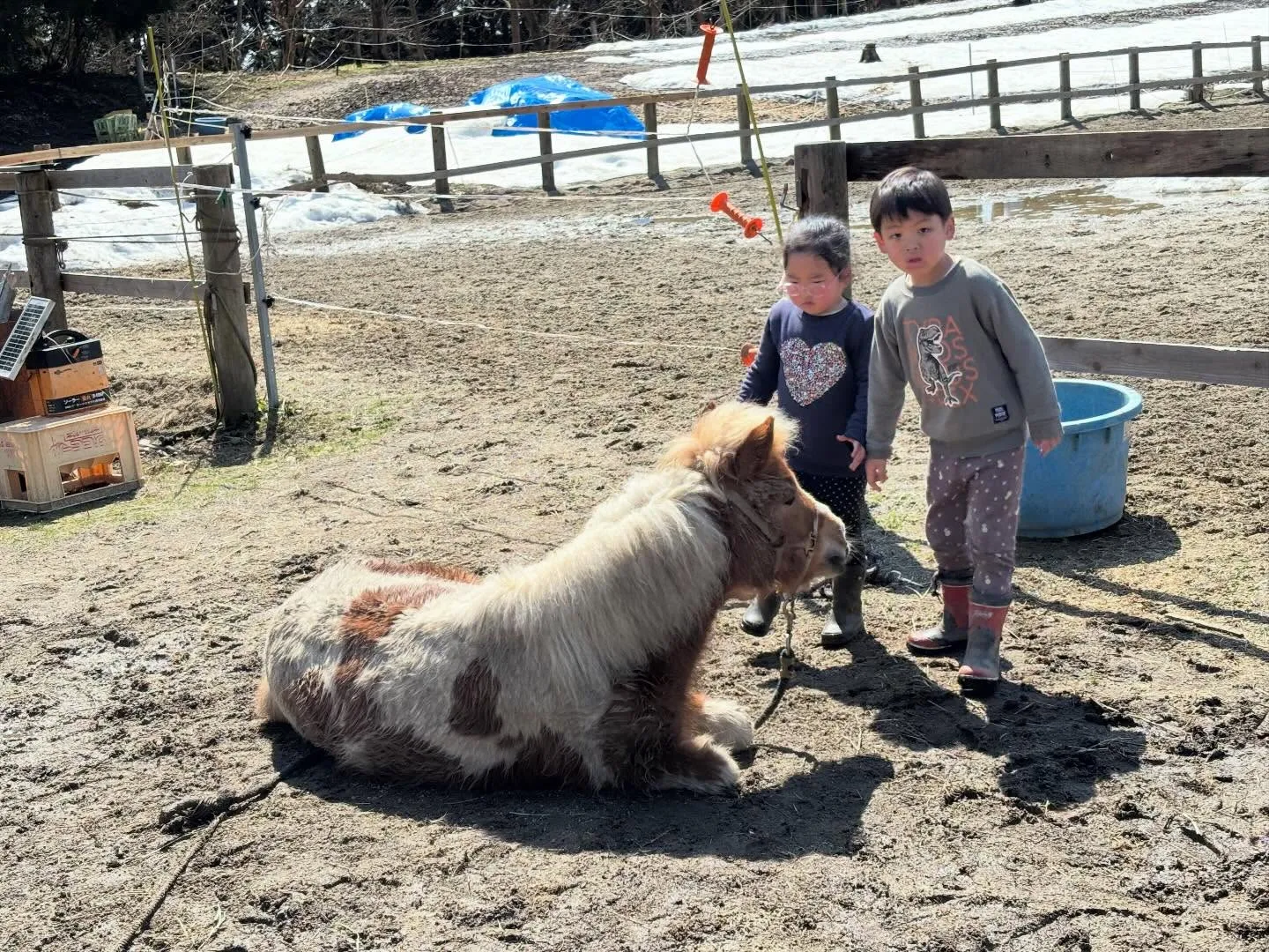 春になるとみんなゴロゴロ！アステロとお昼寝中の一番小さいキリ...