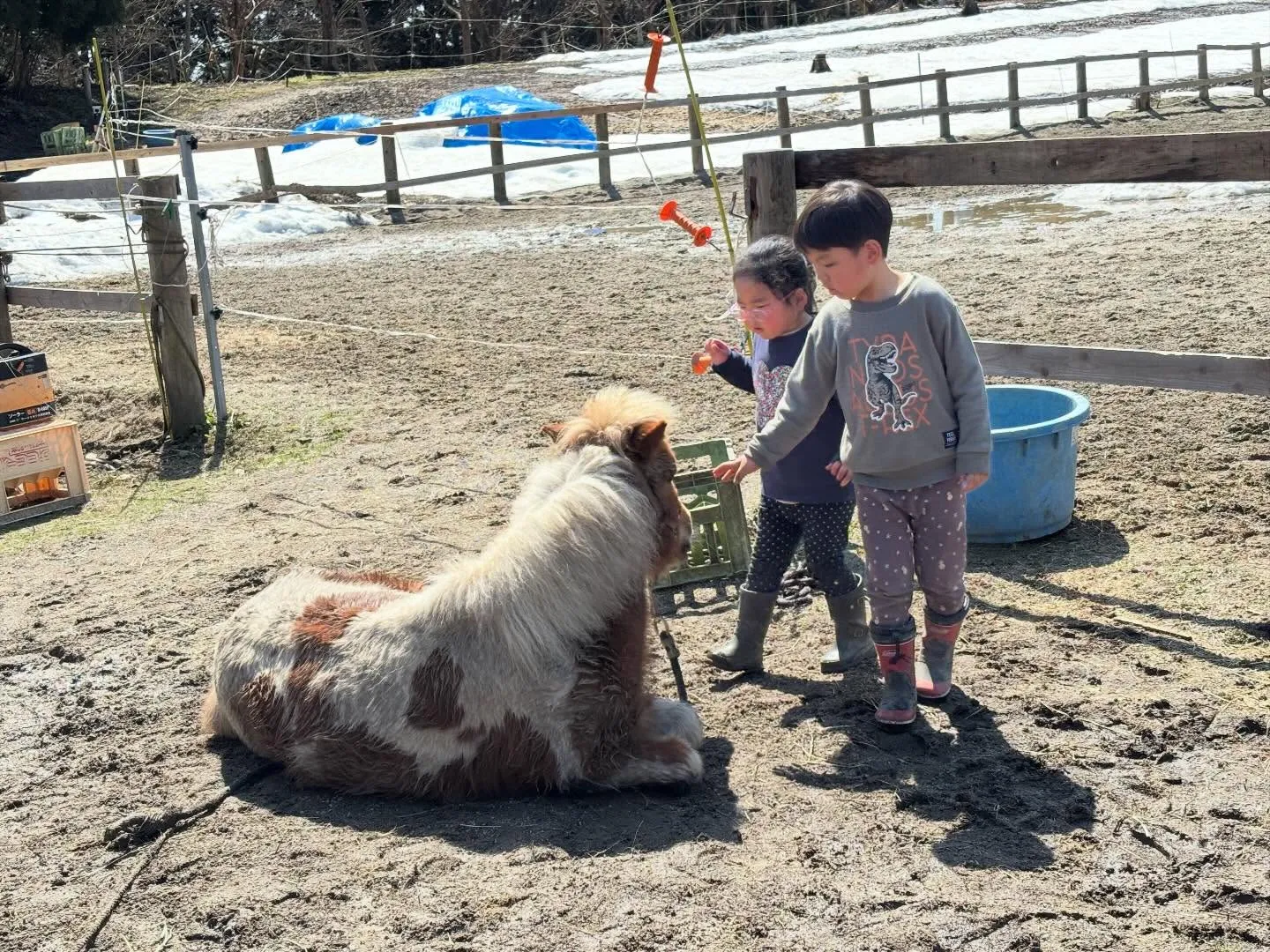 春になるとみんなゴロゴロ！アステロとお昼寝中の一番小さいキリ...