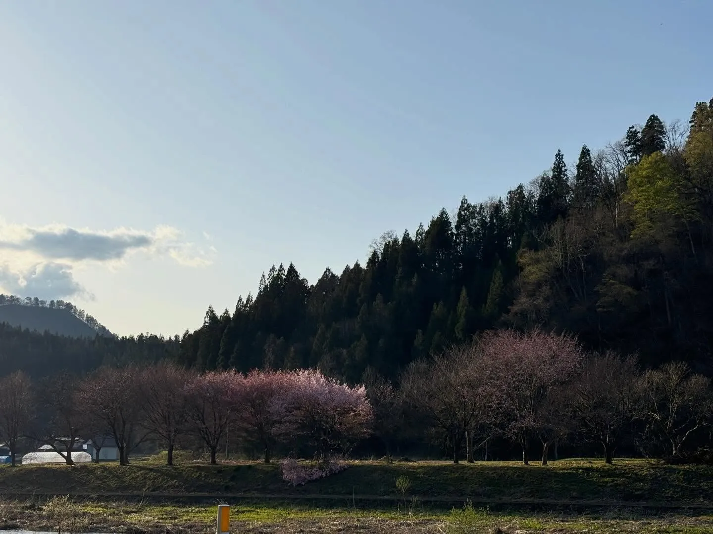 もうすぐ桜🌸咲くよー！楽しみ♪