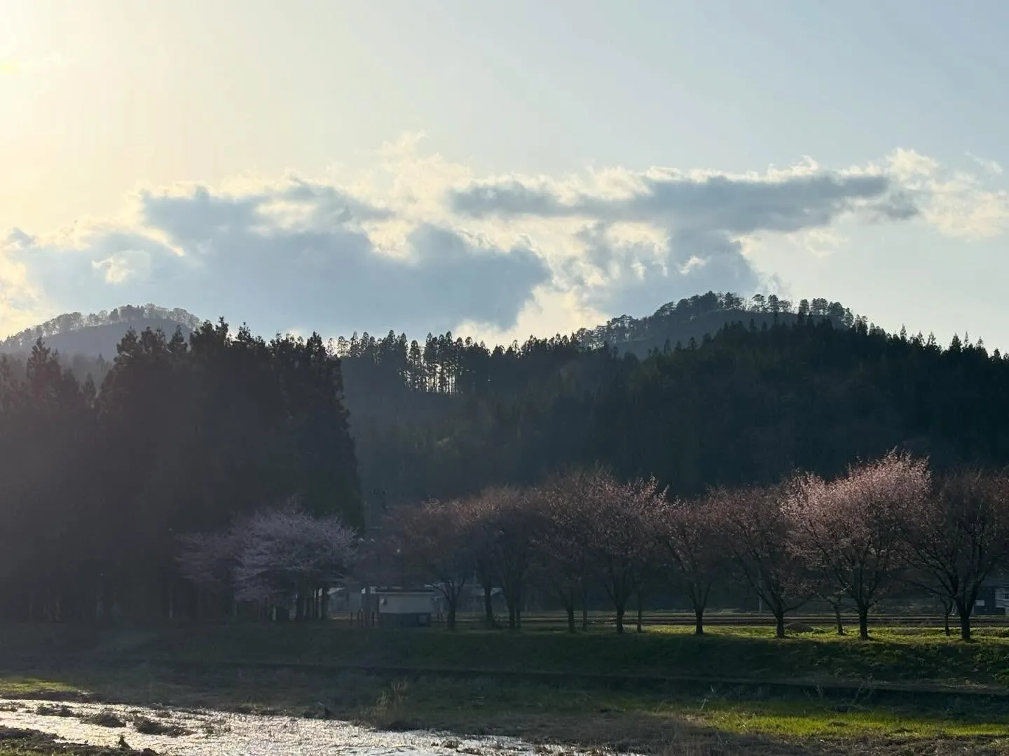 もうすぐ桜🌸咲くよー！楽しみ♪