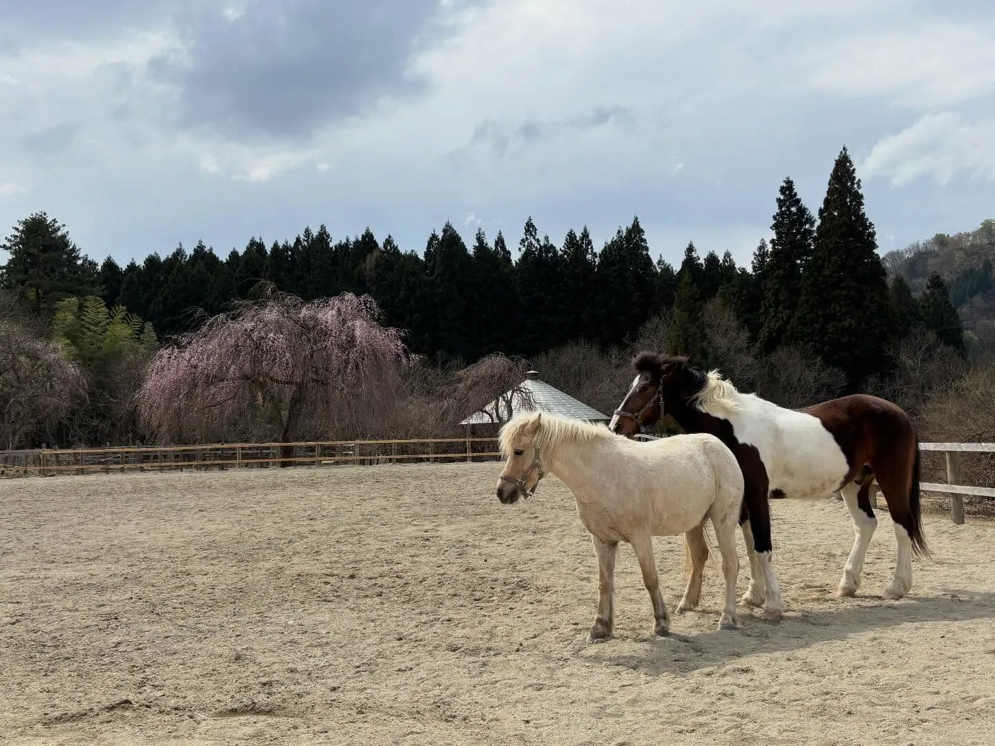 もうすぐ🌸咲くよー♪