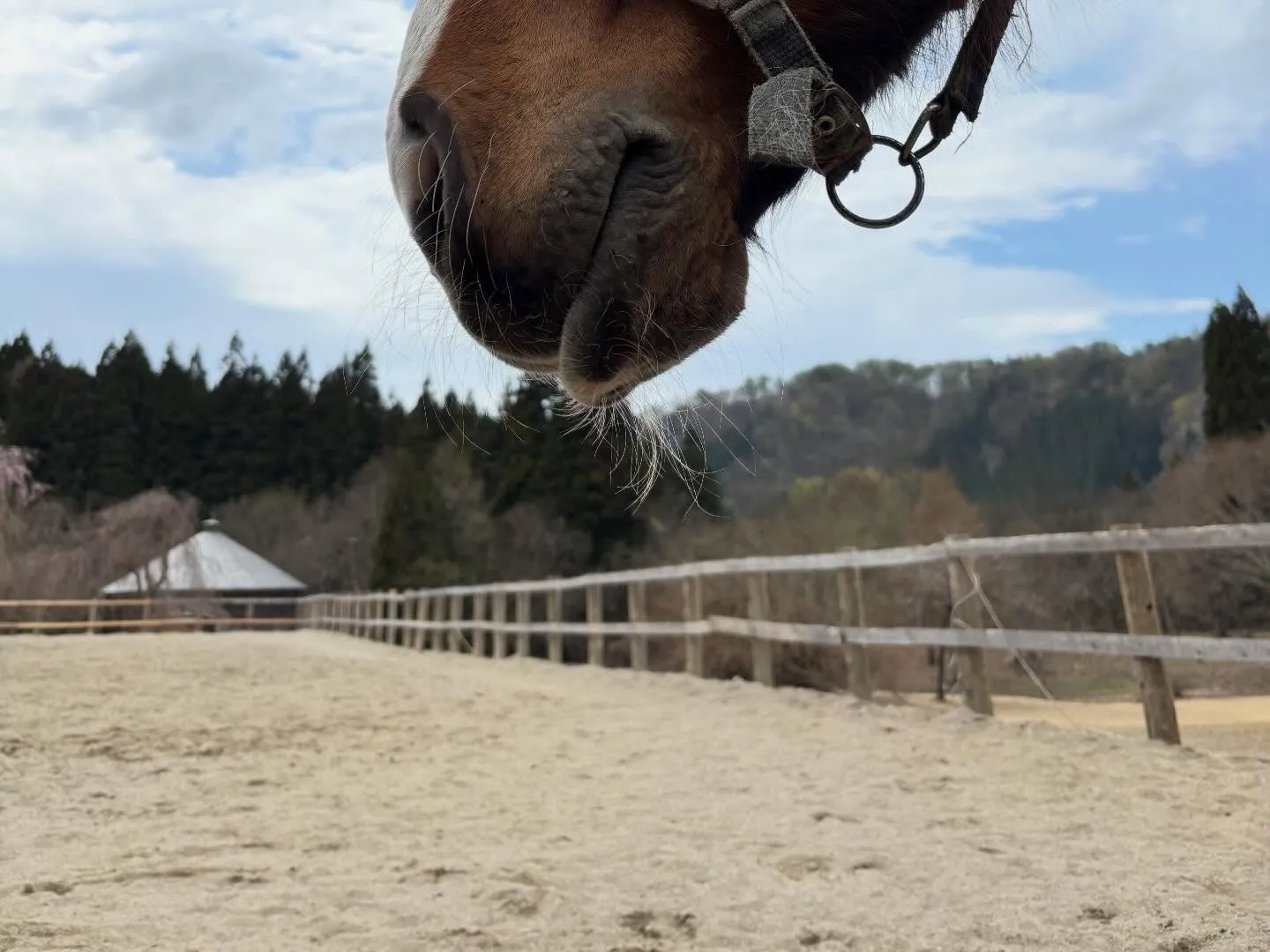 もうすぐ🌸咲くよー♪