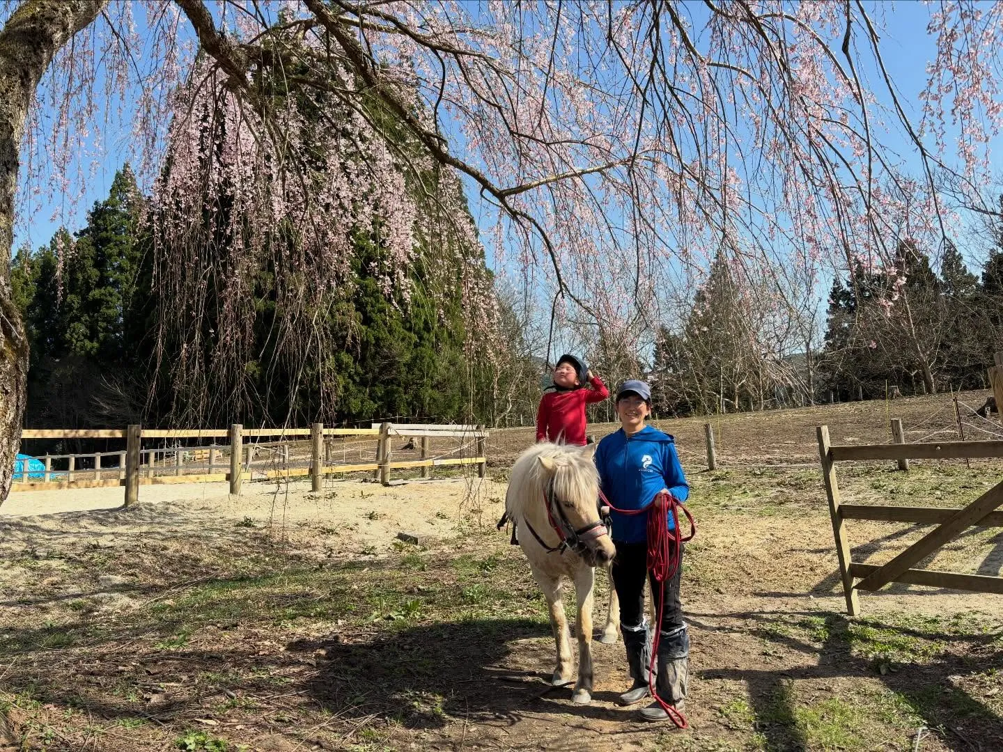 街中の桜🌸が一斉に咲き始めました♪