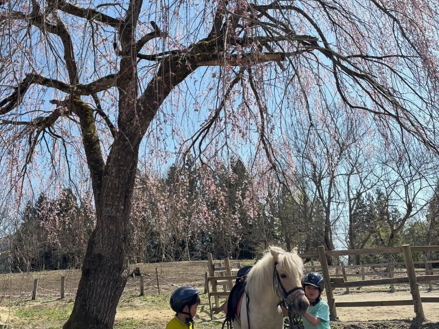 街中の桜🌸が一斉に咲き始めました♪