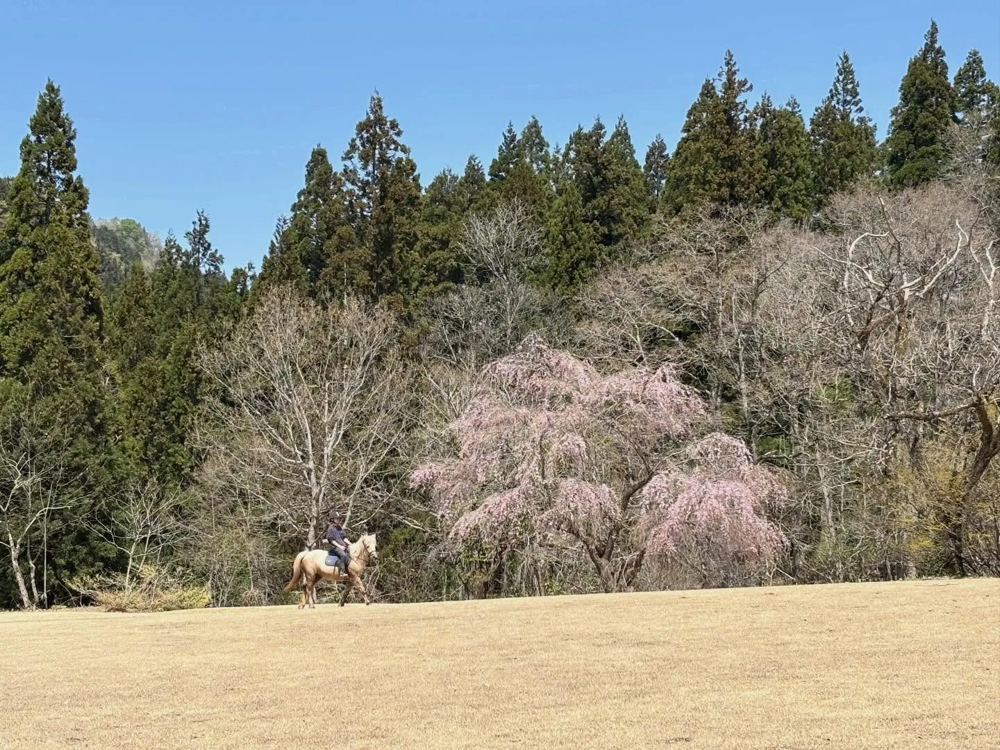 街中の桜🌸が一斉に咲き始めました♪