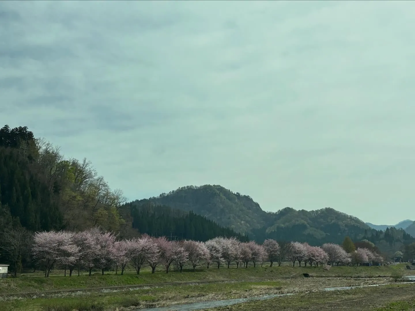 街中の桜🌸が一斉に咲き始めました♪