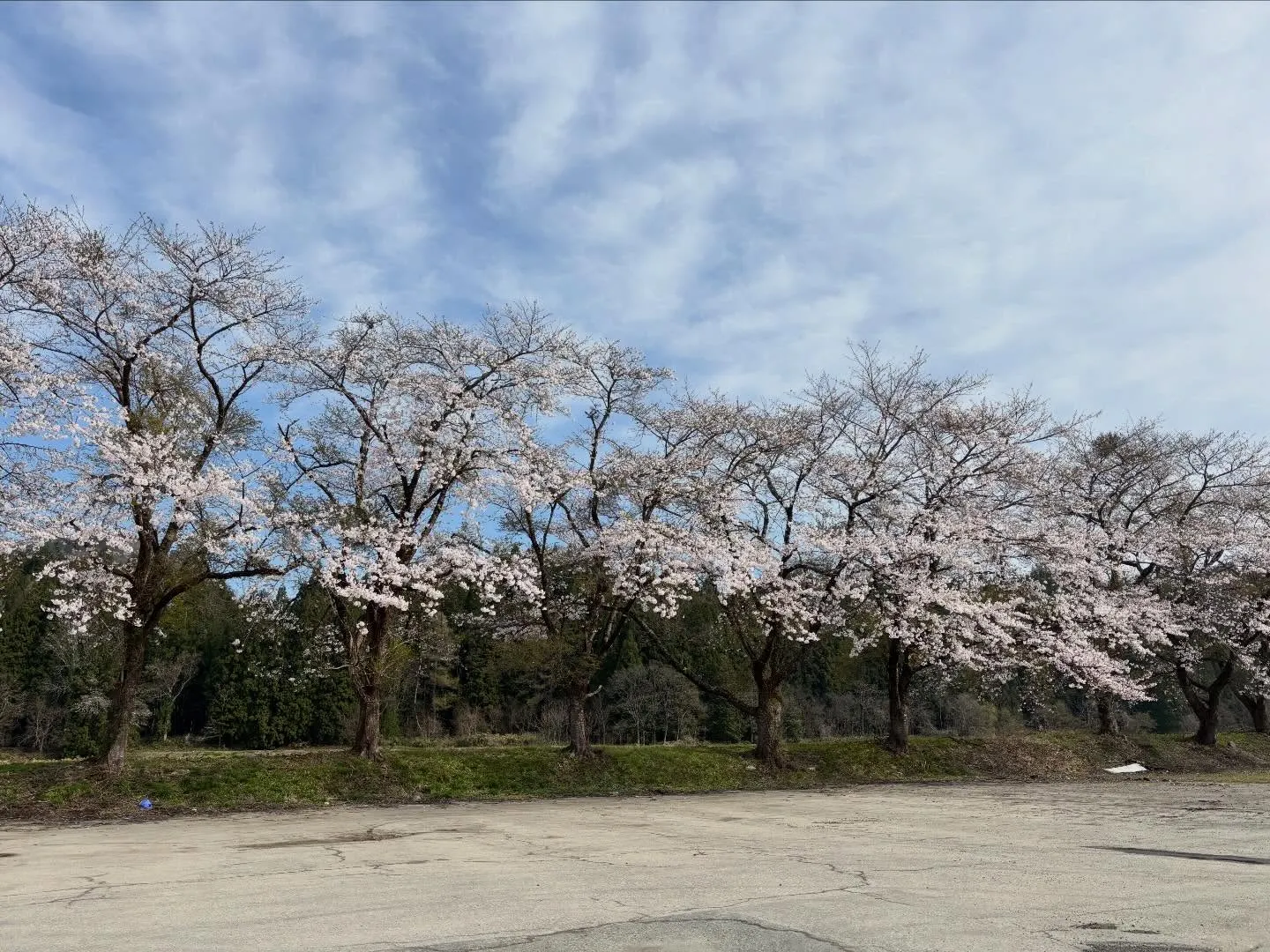 街中の桜🌸が一斉に咲き始めました♪