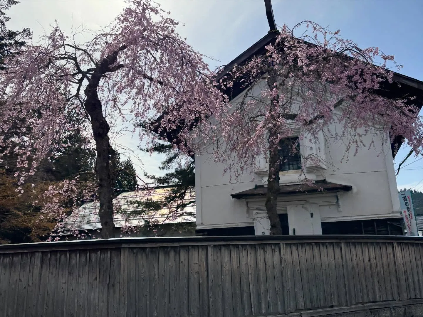 街中の桜🌸が一斉に咲き始めました♪