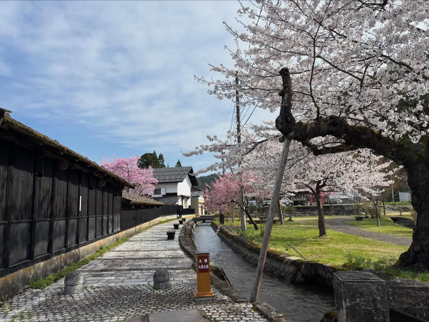 街中の桜🌸が一斉に咲き始めました♪