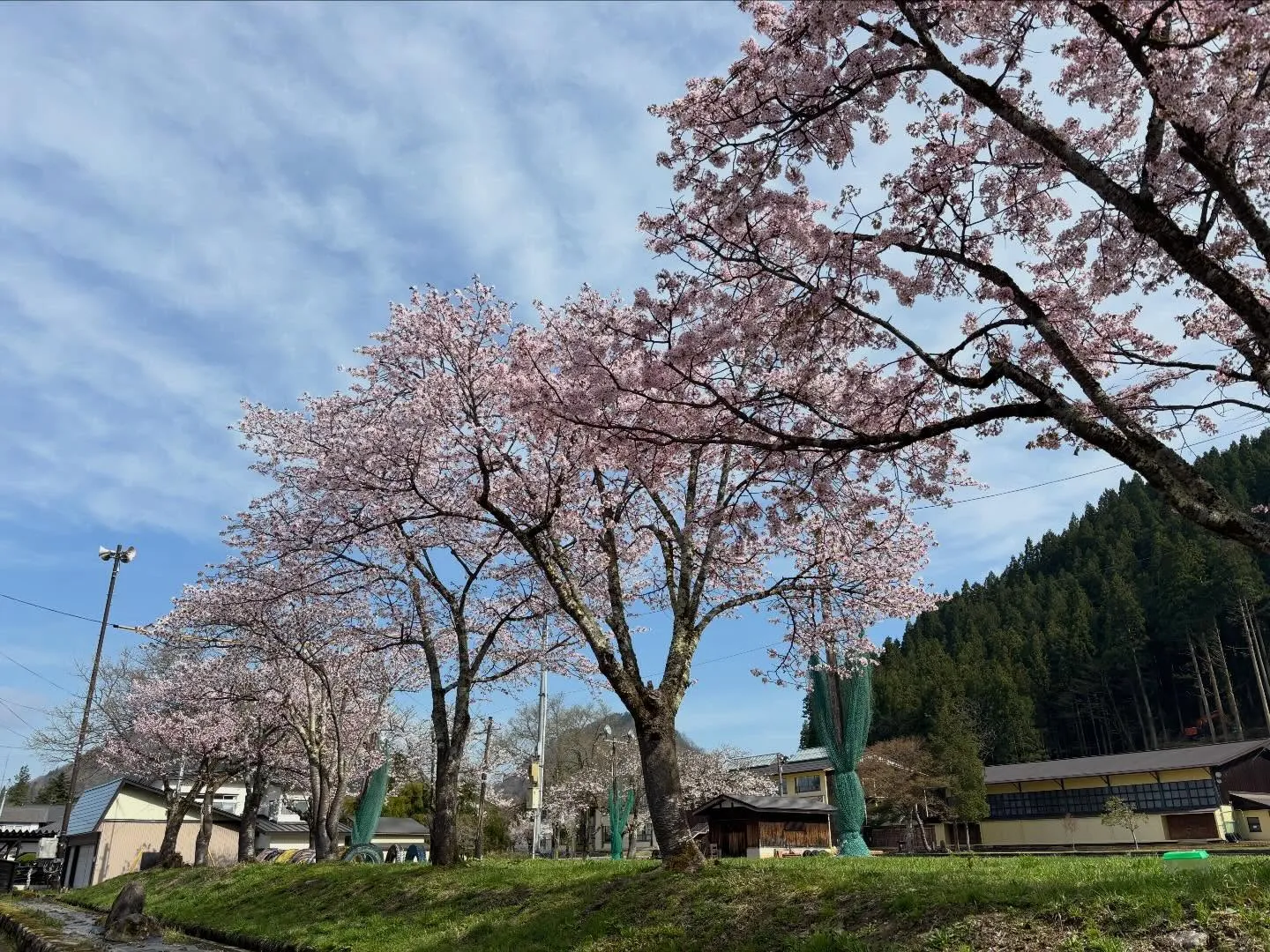 街中の桜🌸が一斉に咲き始めました♪