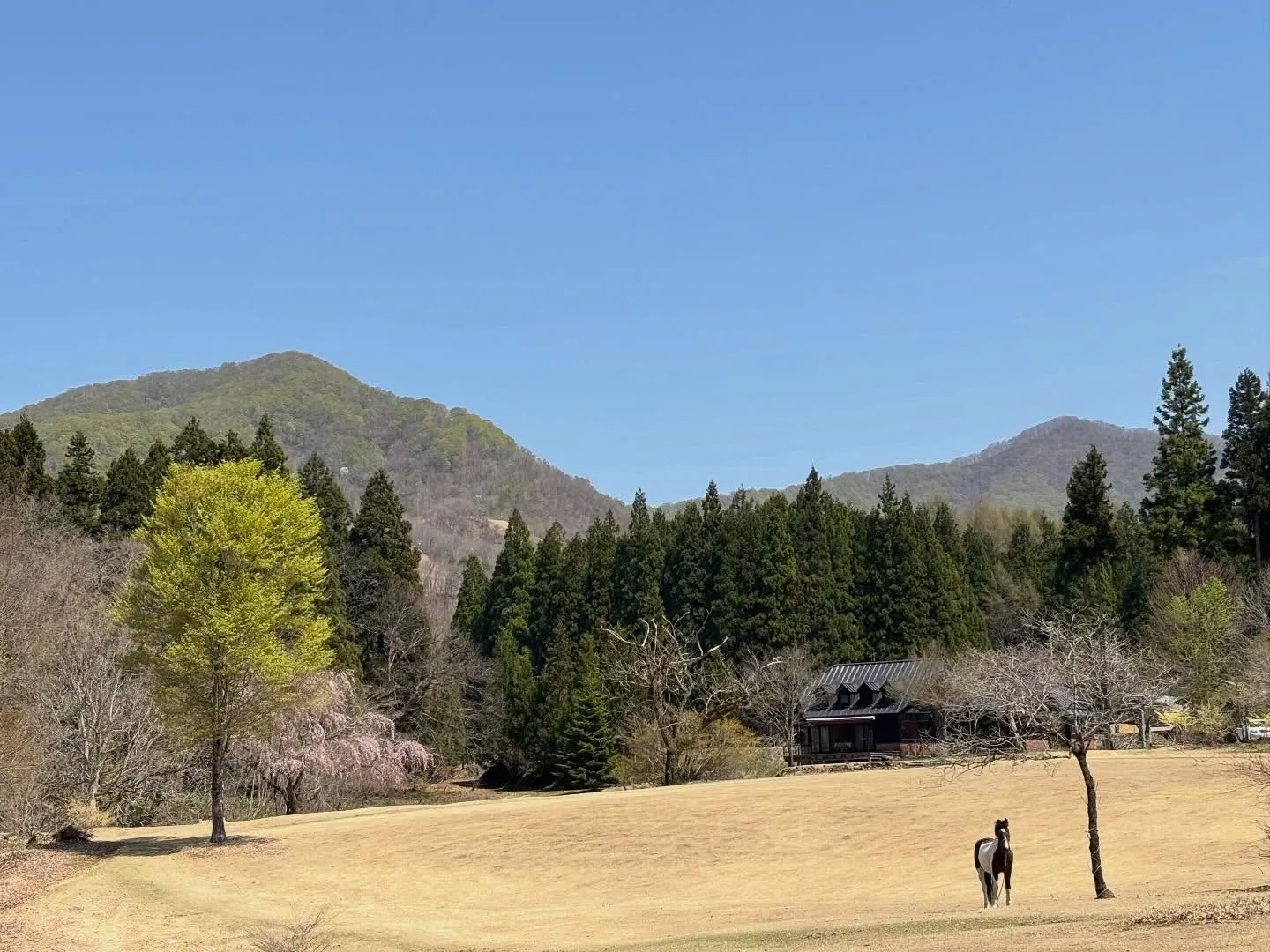#神室ヴィレッジ#ホースセラピー#ホーストレッキング #フォ...