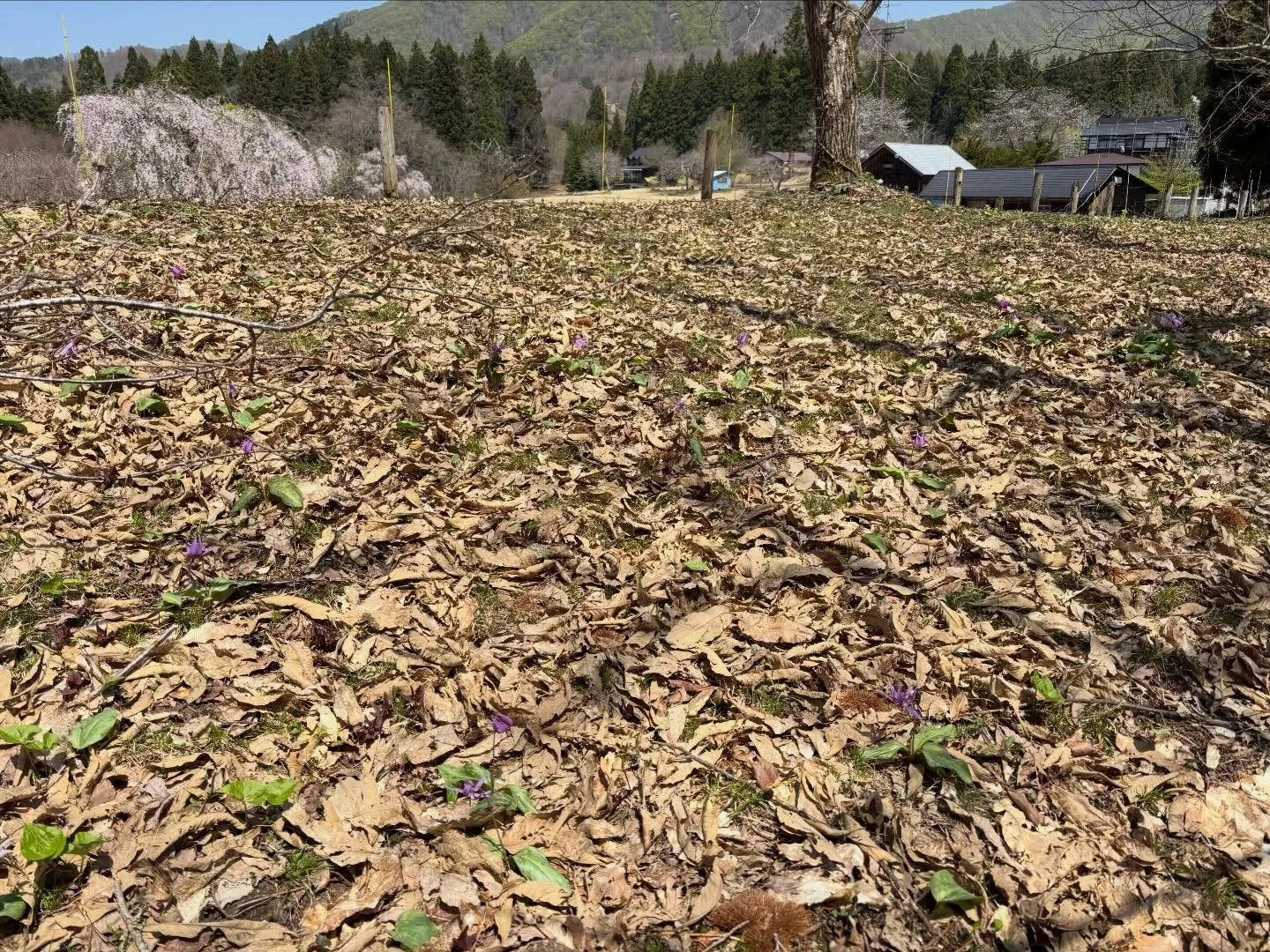 #神室ヴィレッジ#ホースセラピー#ホーストレッキング #フォ...