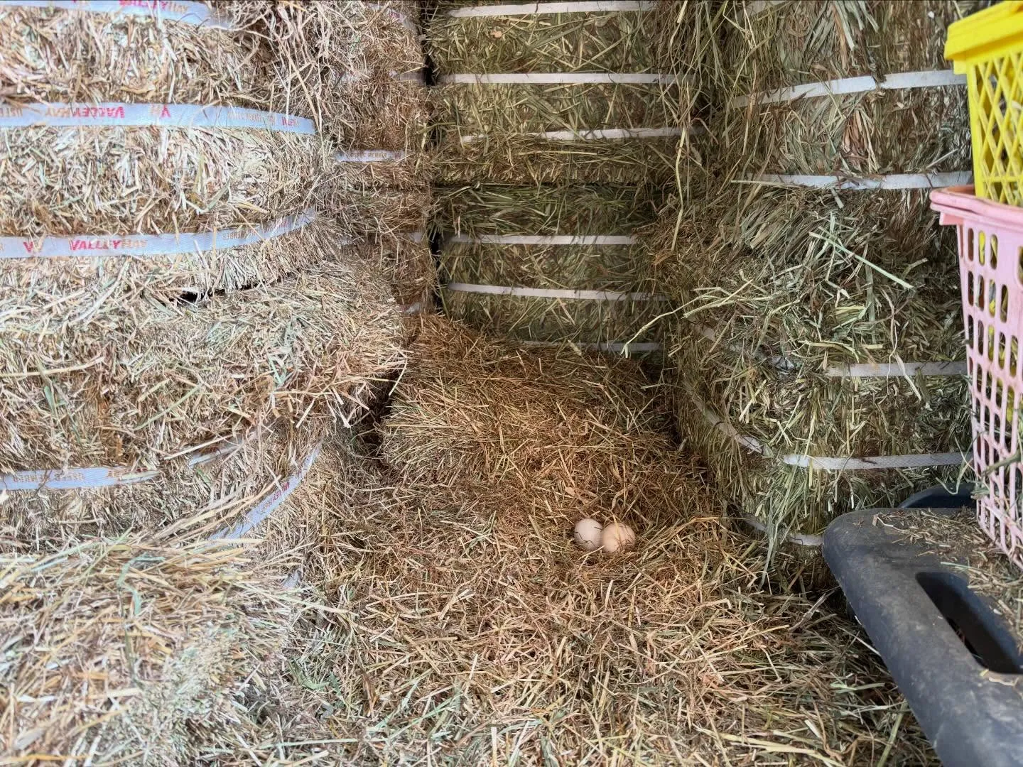 #神室ヴィレッジ#ホースセラピー#ホーストレッキング #フォ...