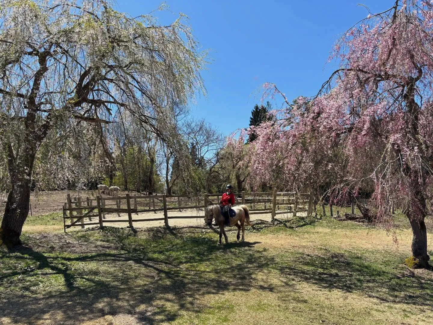 桜満開だよー🌸