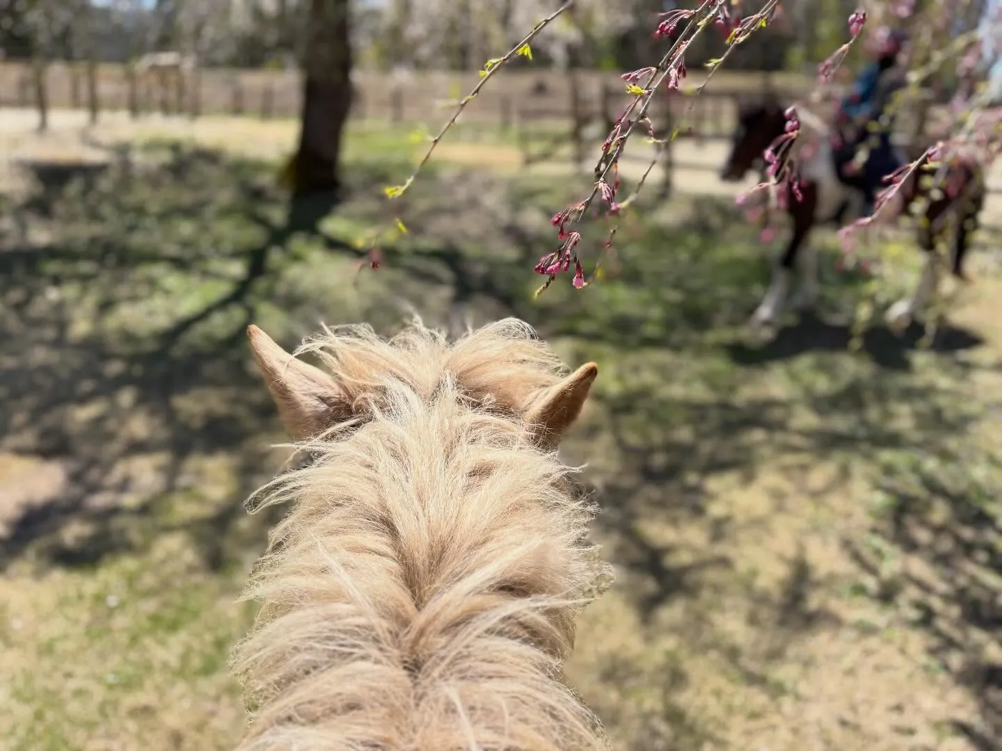 桜満開だよー🌸