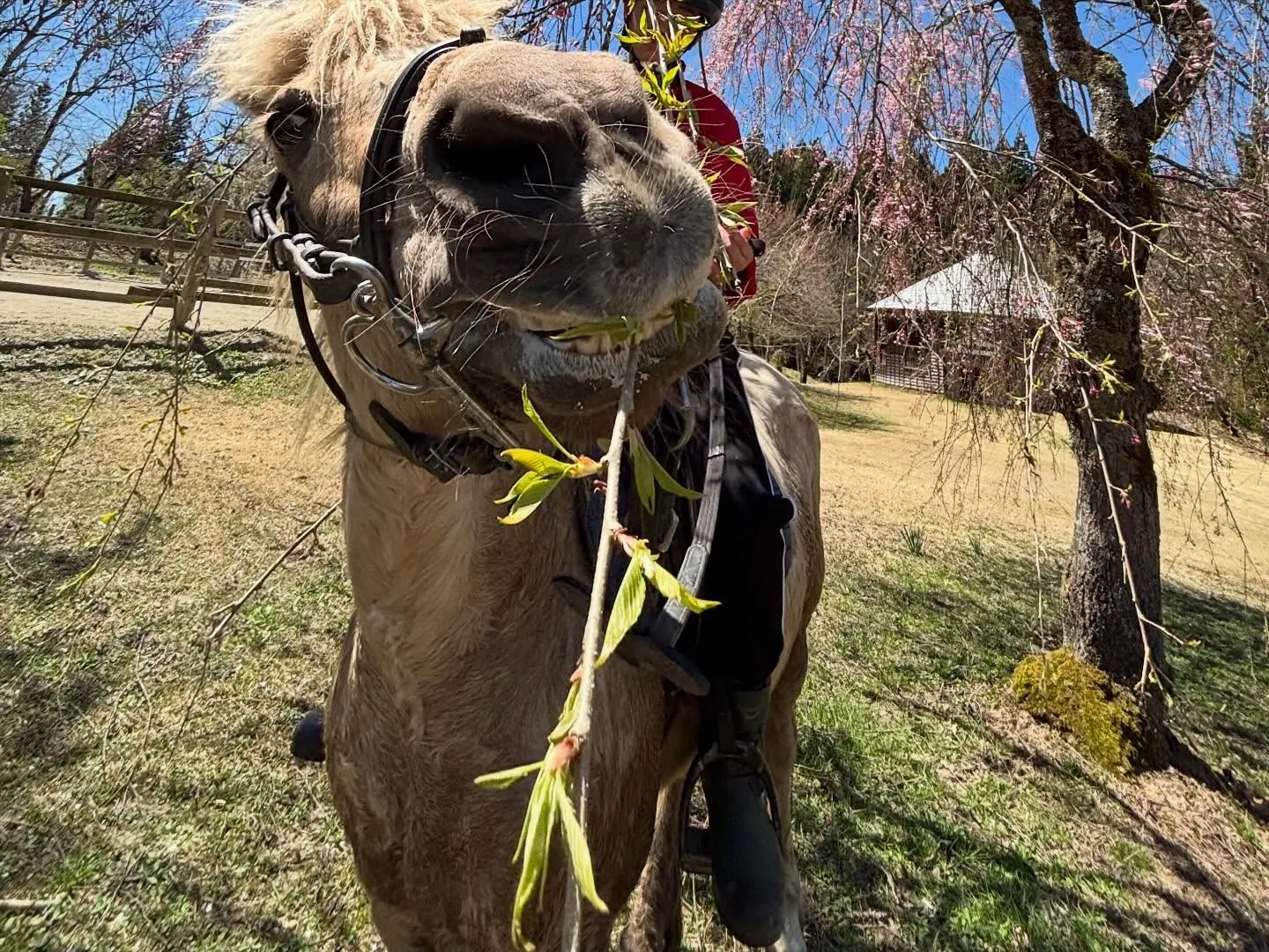 桜満開だよー🌸