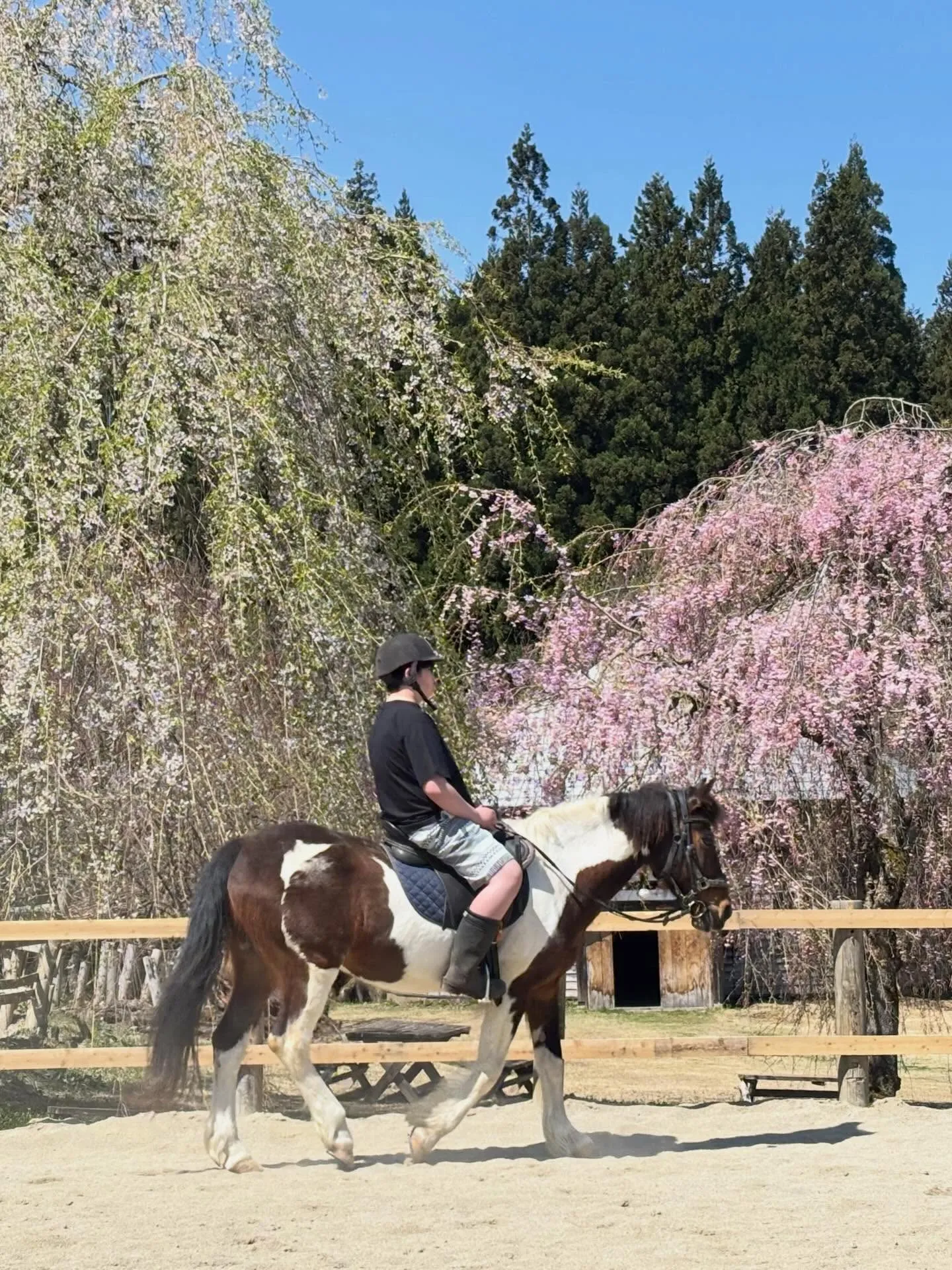 みんなでお花見🌸お団子食べていっぱい遊んで♪お天気もサイコー...