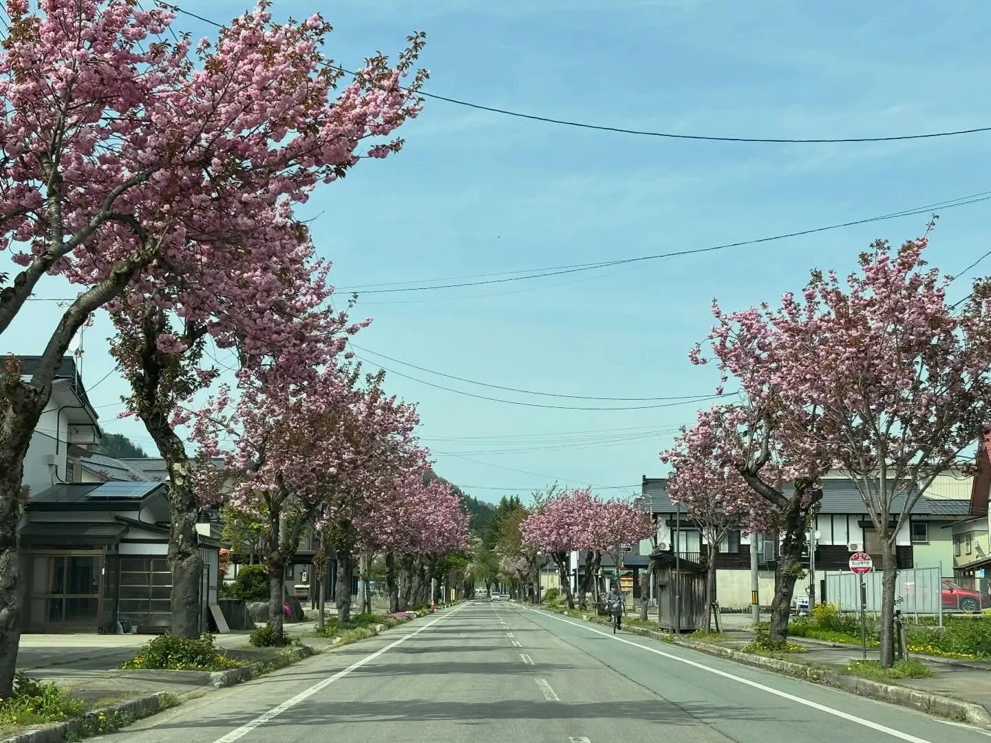 新緑の季節到来！今年は少し早い！