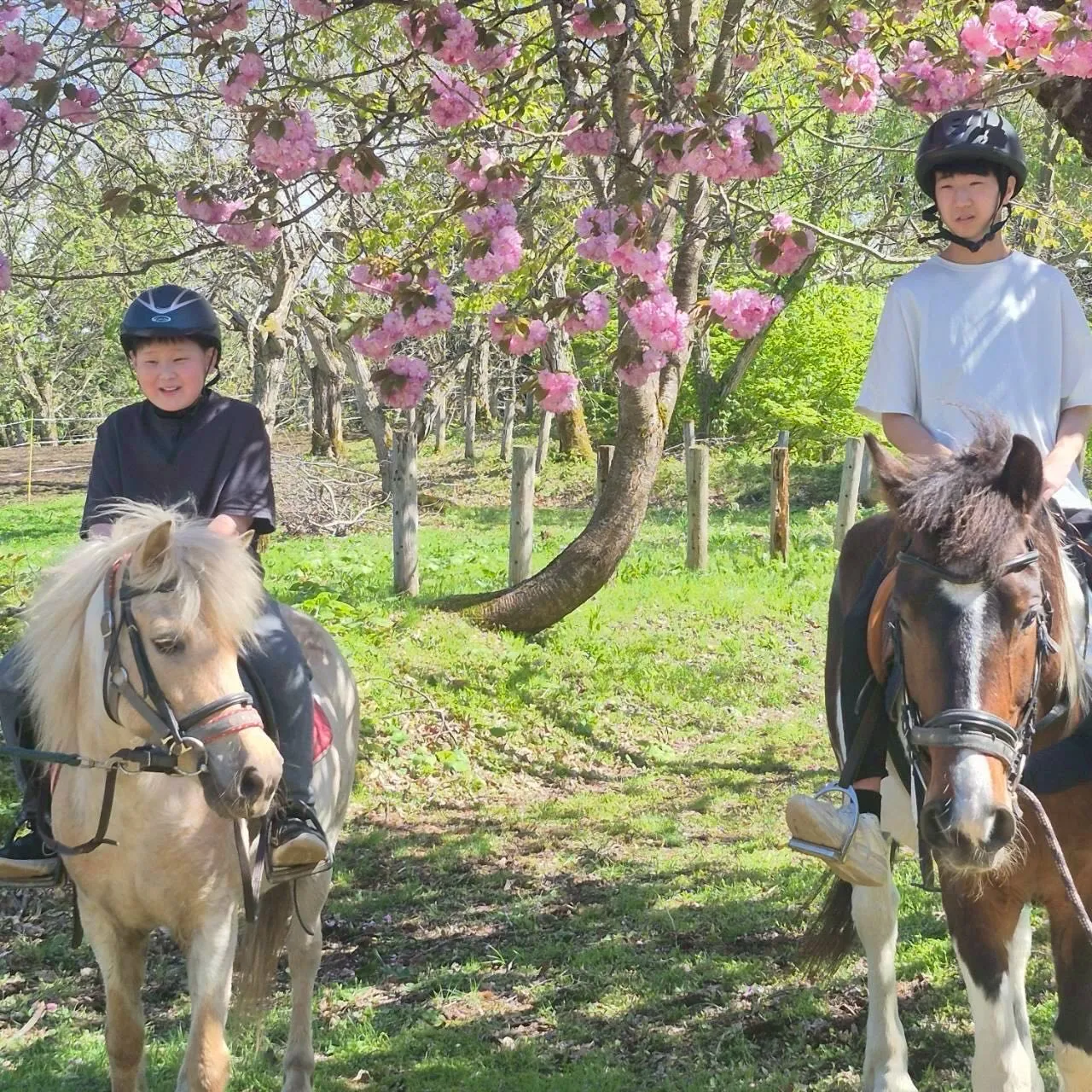 ゴールデンウィークは、お子様連れのご家族や若いカップルも乗馬...