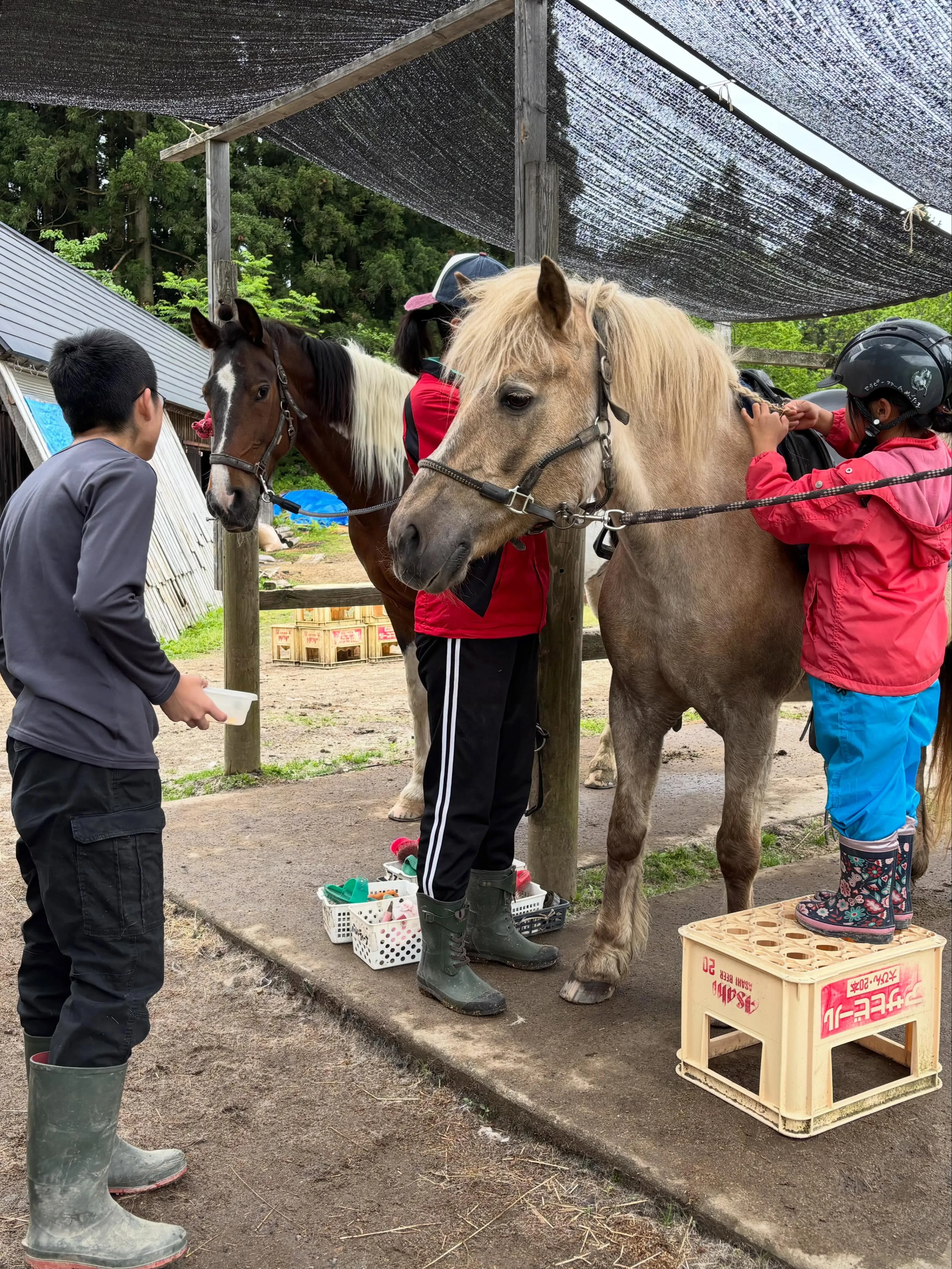 今日はタテガミを綺麗に編んであげよう♪