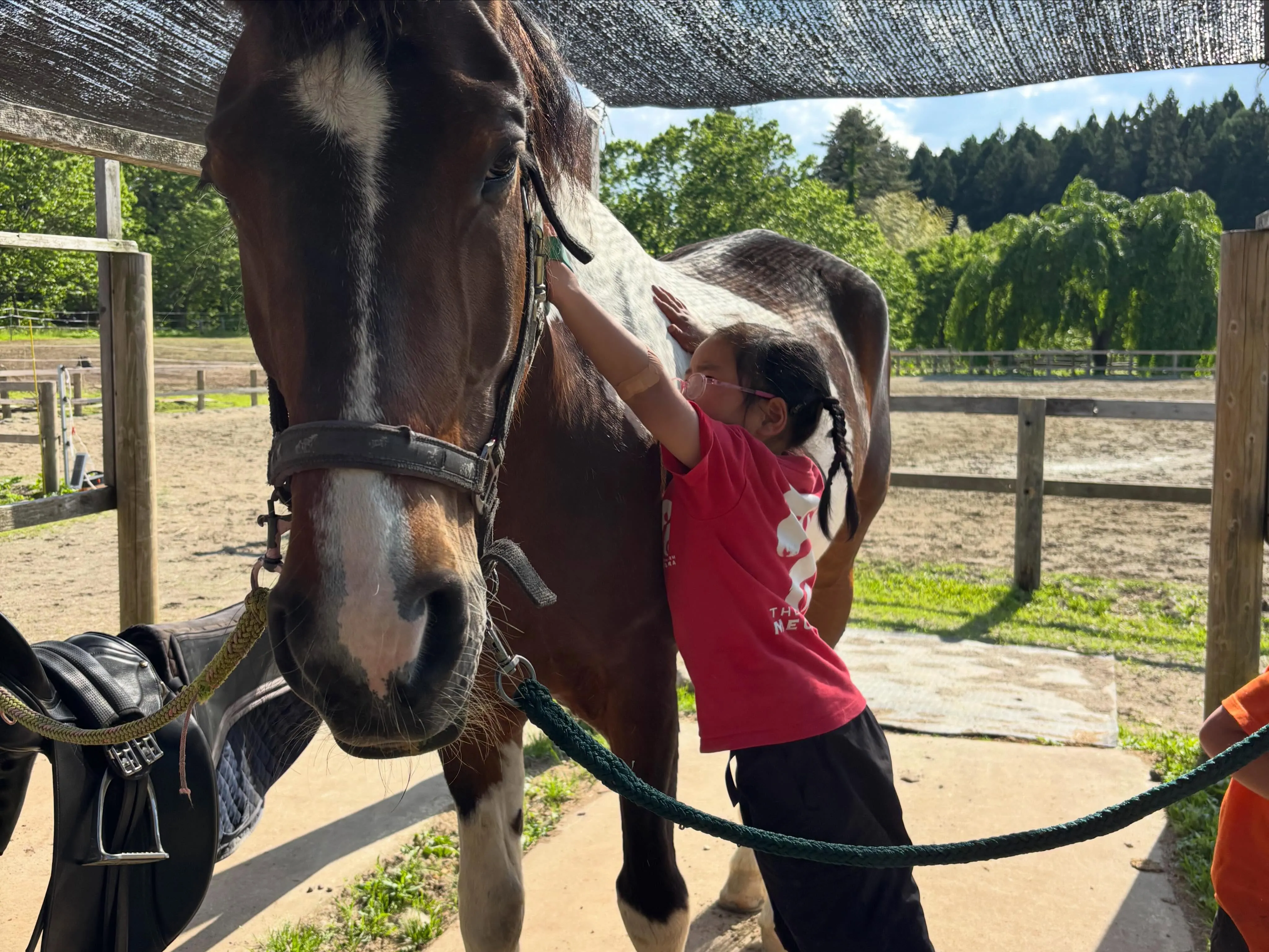 放牧中のお馬にご飯をあげよう🐴