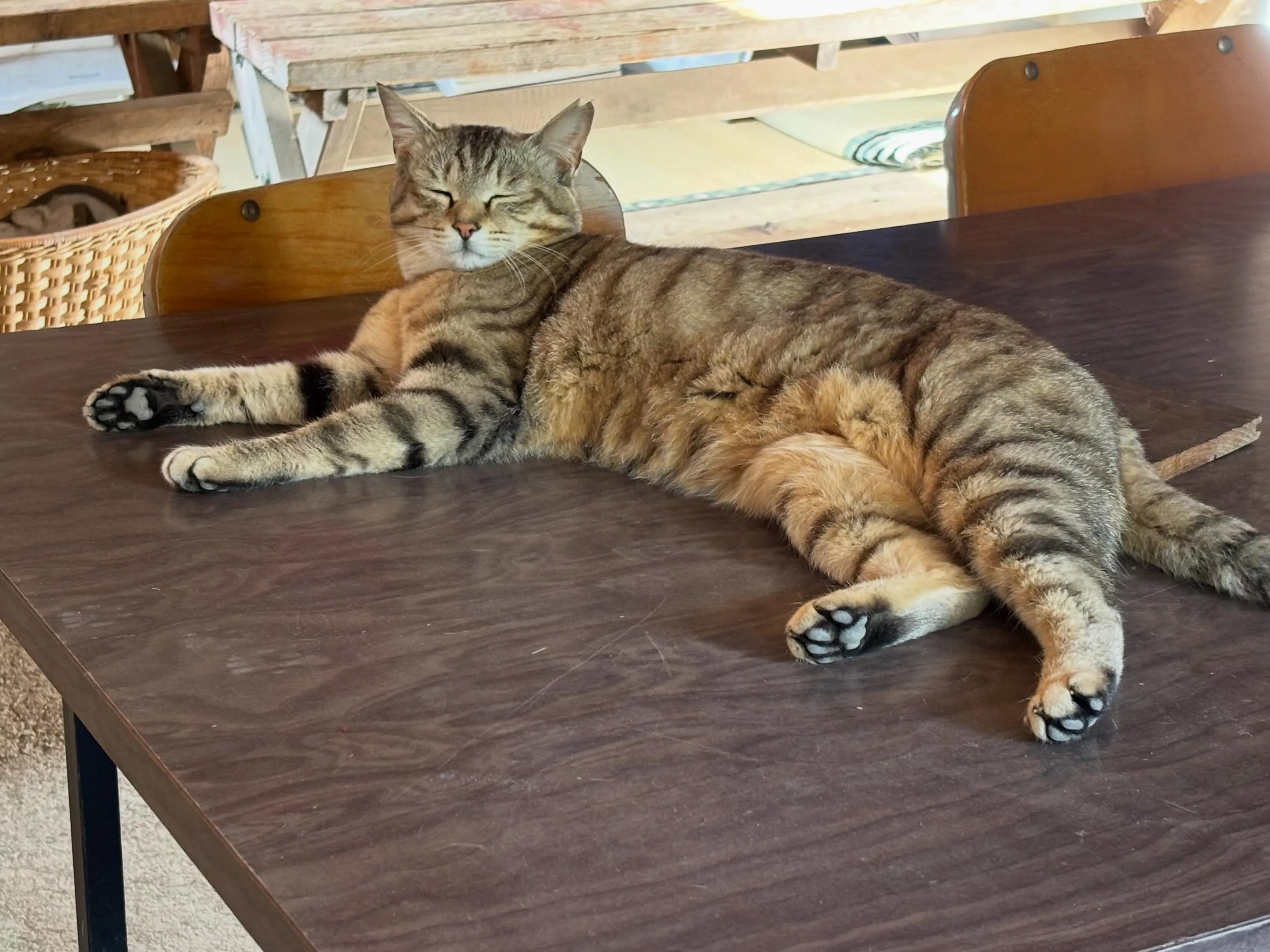 いつも夕方の仕事を終えて部屋に戻って来るとこの感じ🐈‍⬛