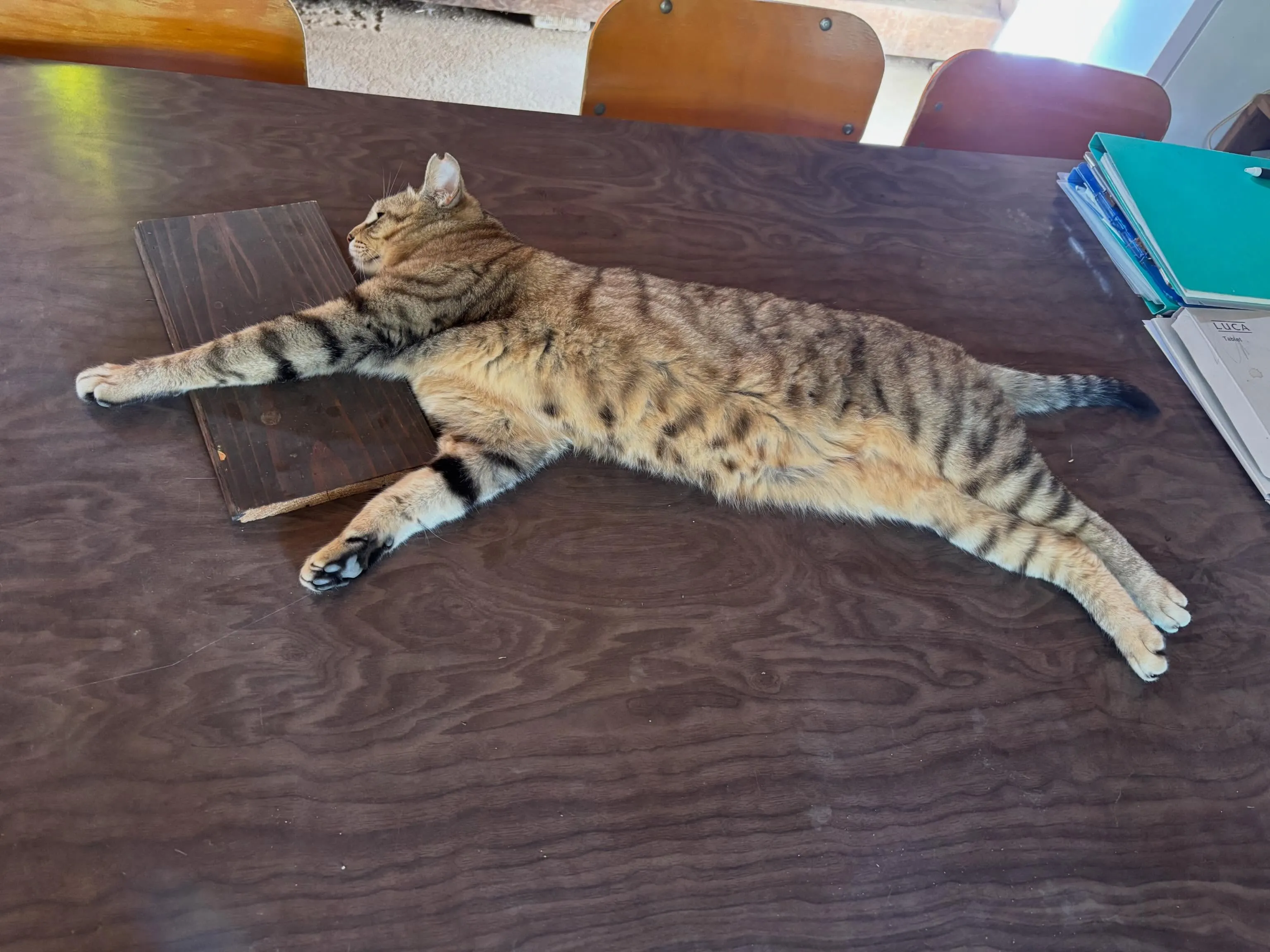 いつも夕方の仕事を終えて部屋に戻って来るとこの感じ🐈‍⬛