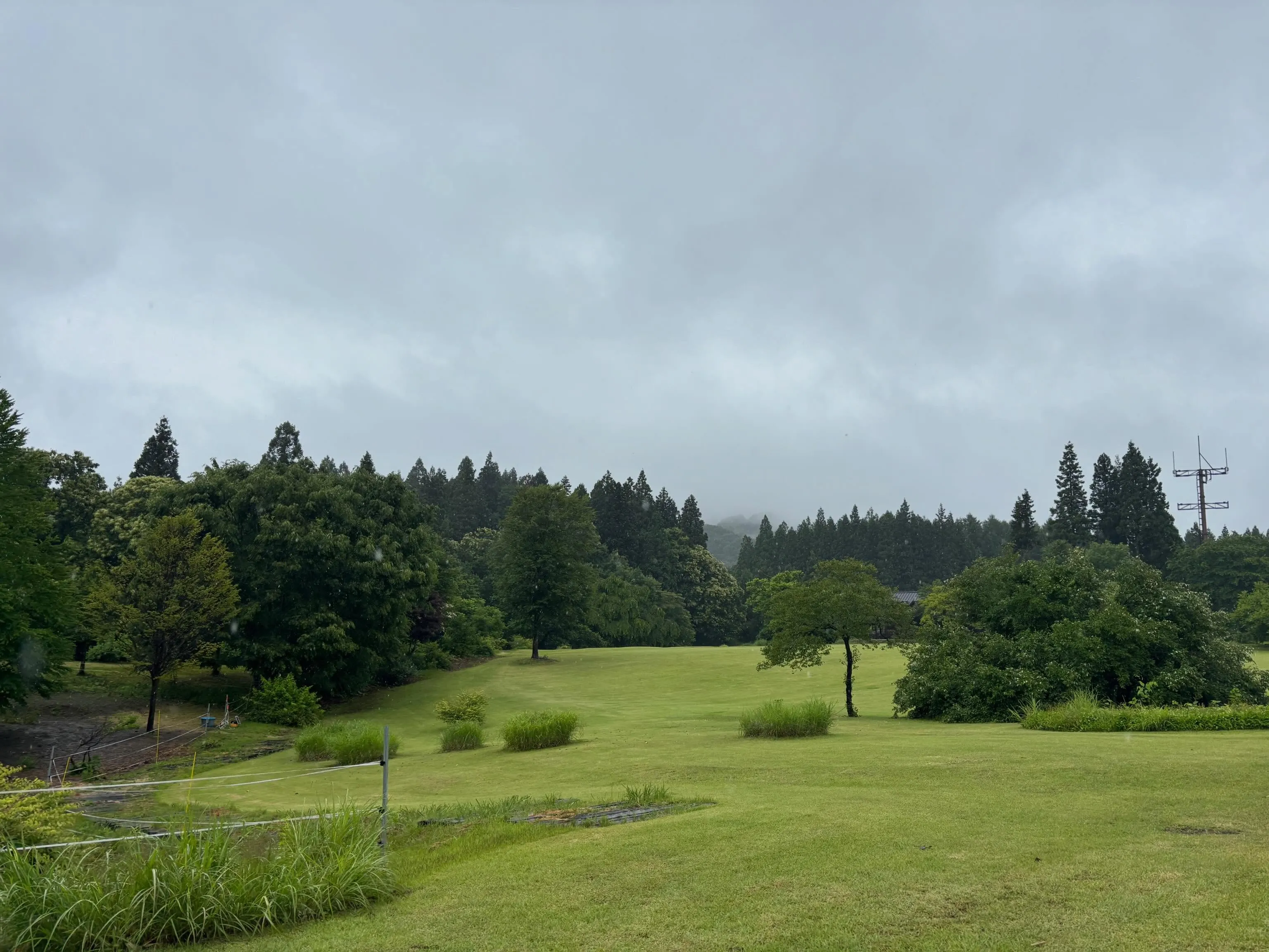 梅雨入りして雨が降った時は、緑が鮮やかになって結構好き！
