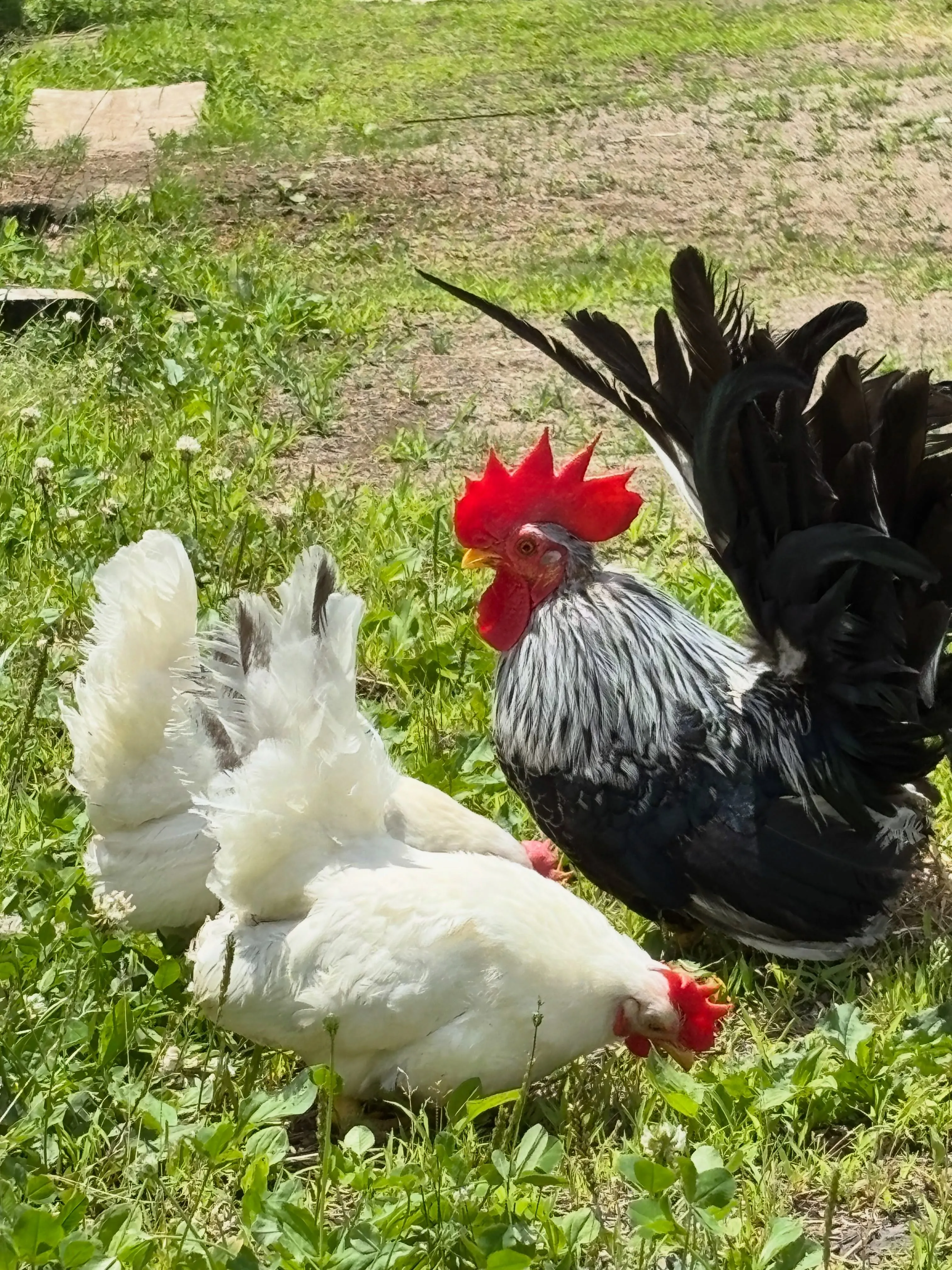 少し遠くまでお散歩に出てきた鶏さん達🐓