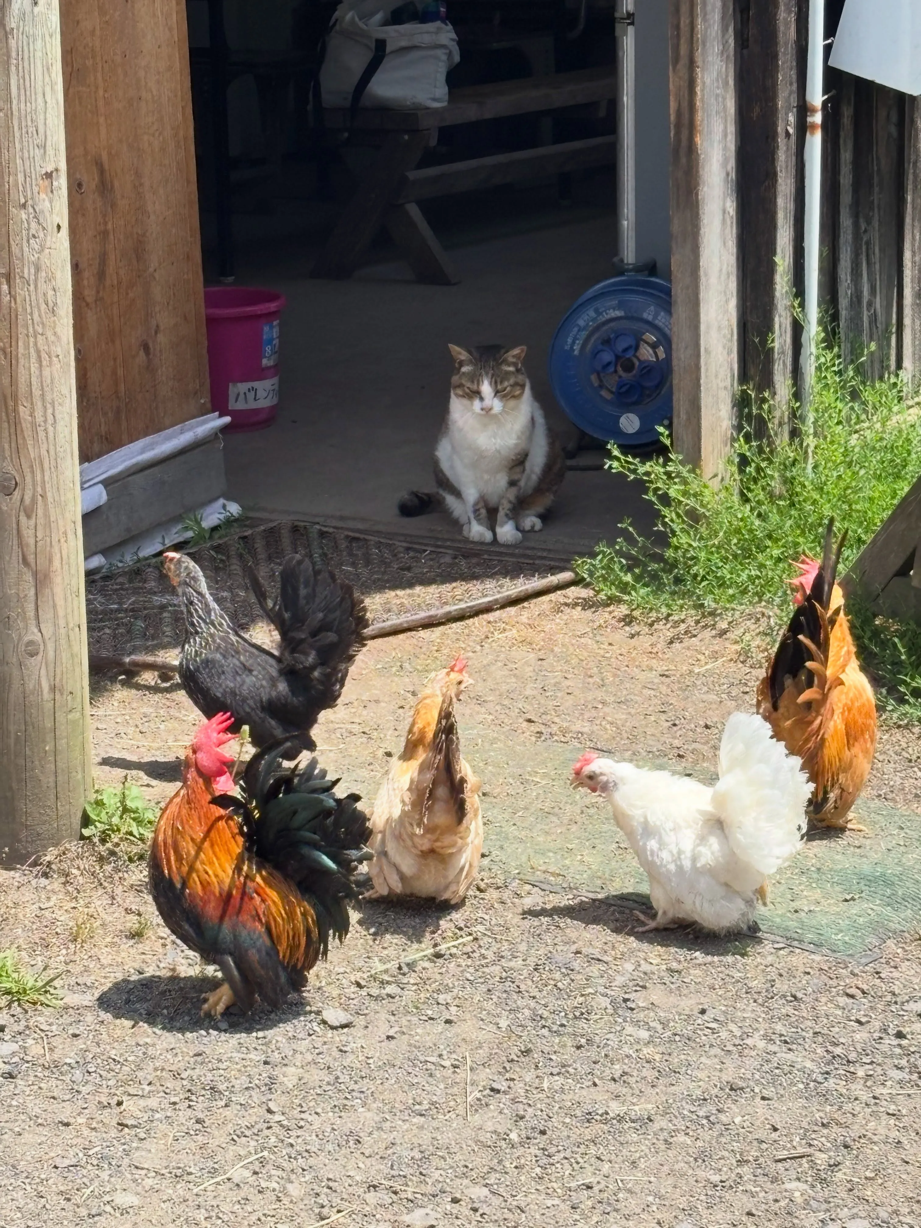 少し遠くまでお散歩に出てきた鶏さん達🐓