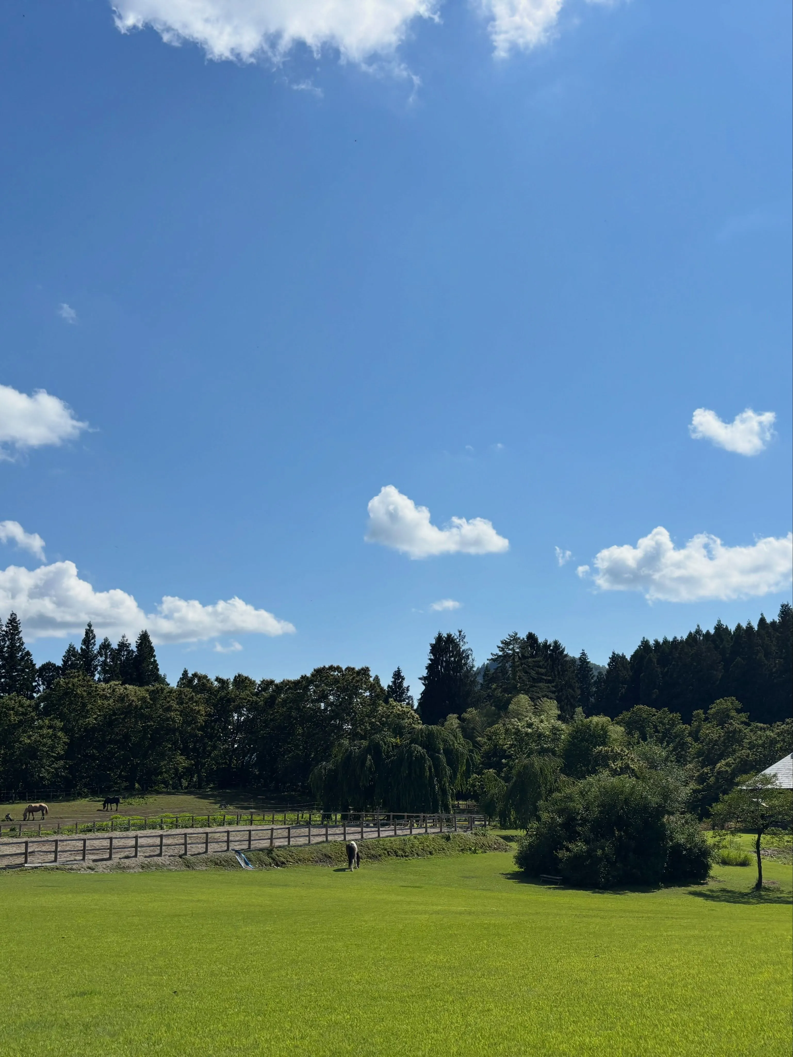 林の中は涼しくて快適！今日も空が真っ青♪