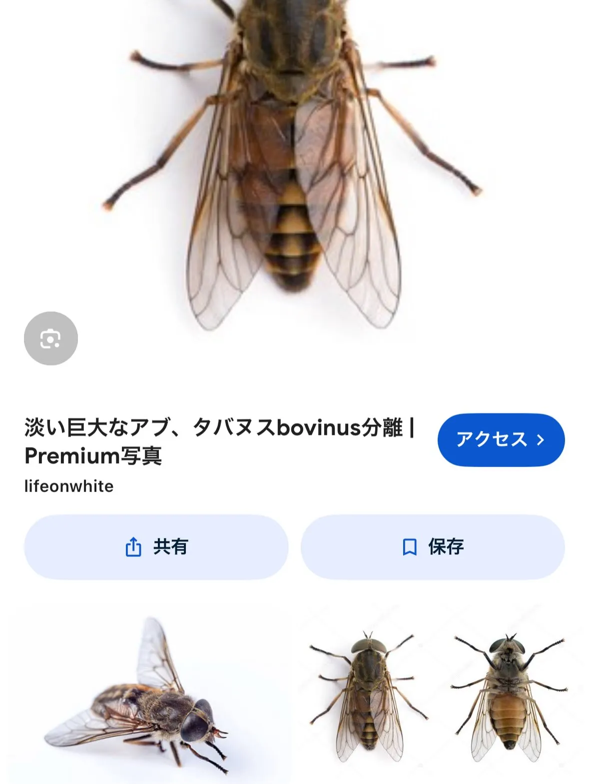 アステロくん、シマシマ武装！こんなアブが来るんだから嫌だよね...