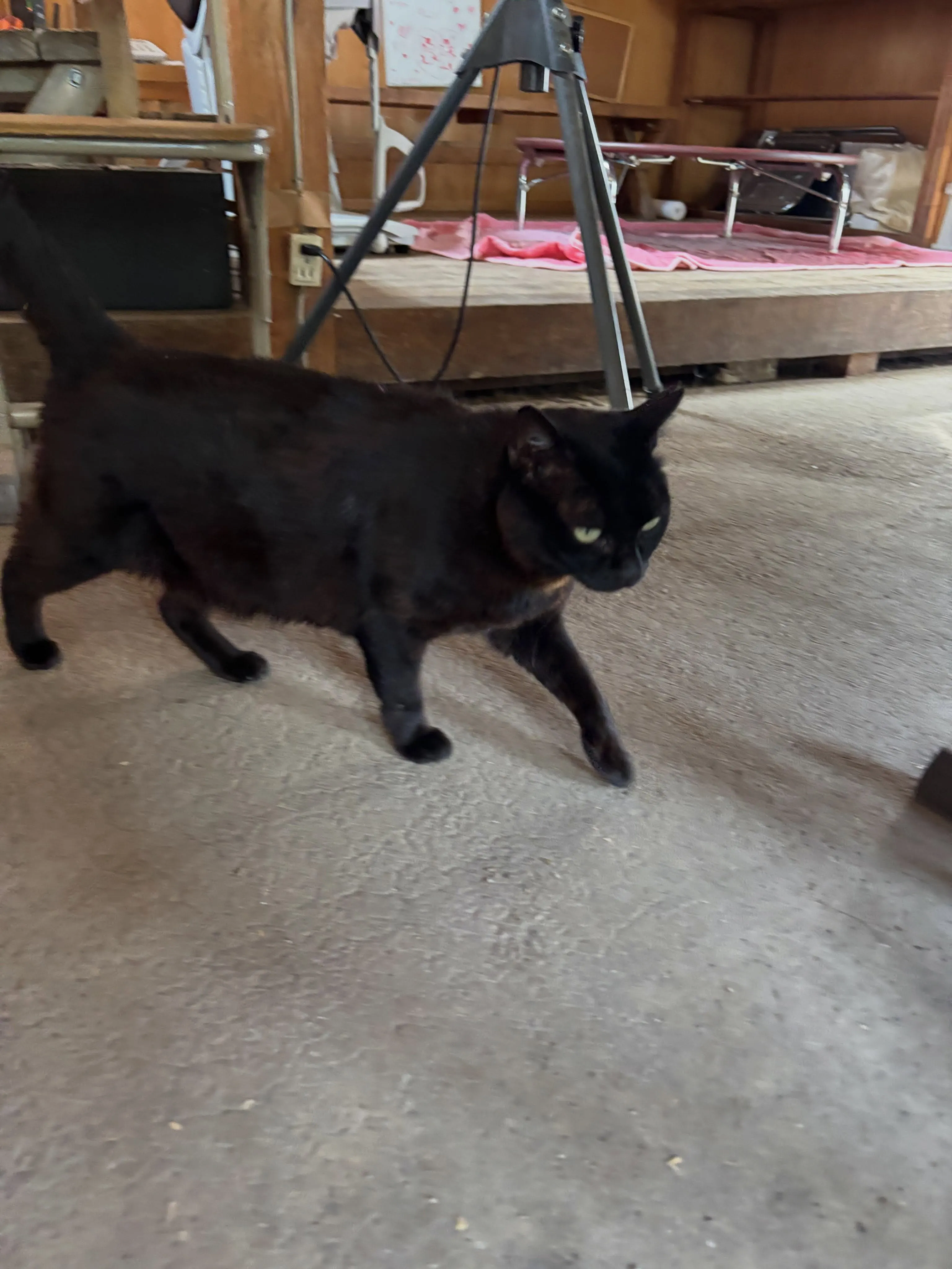 ファームの猫🐈‍⬛さんたち