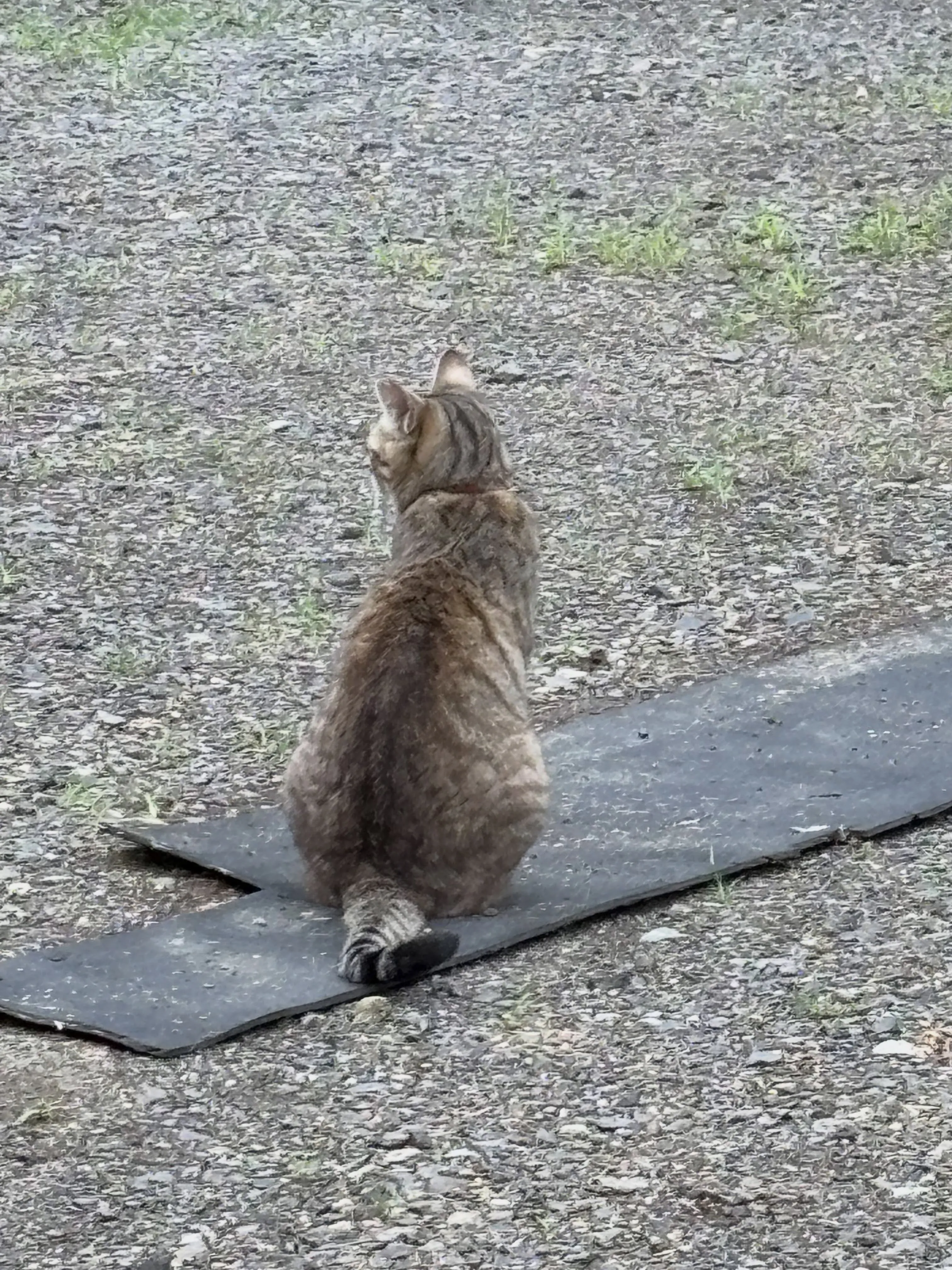ファームの猫🐈‍⬛さんたち