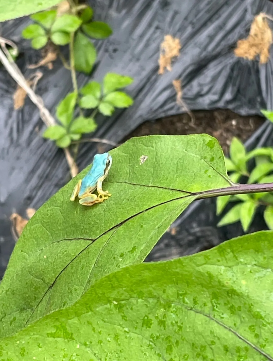 幸せを呼ぶカエルが来てくれた！