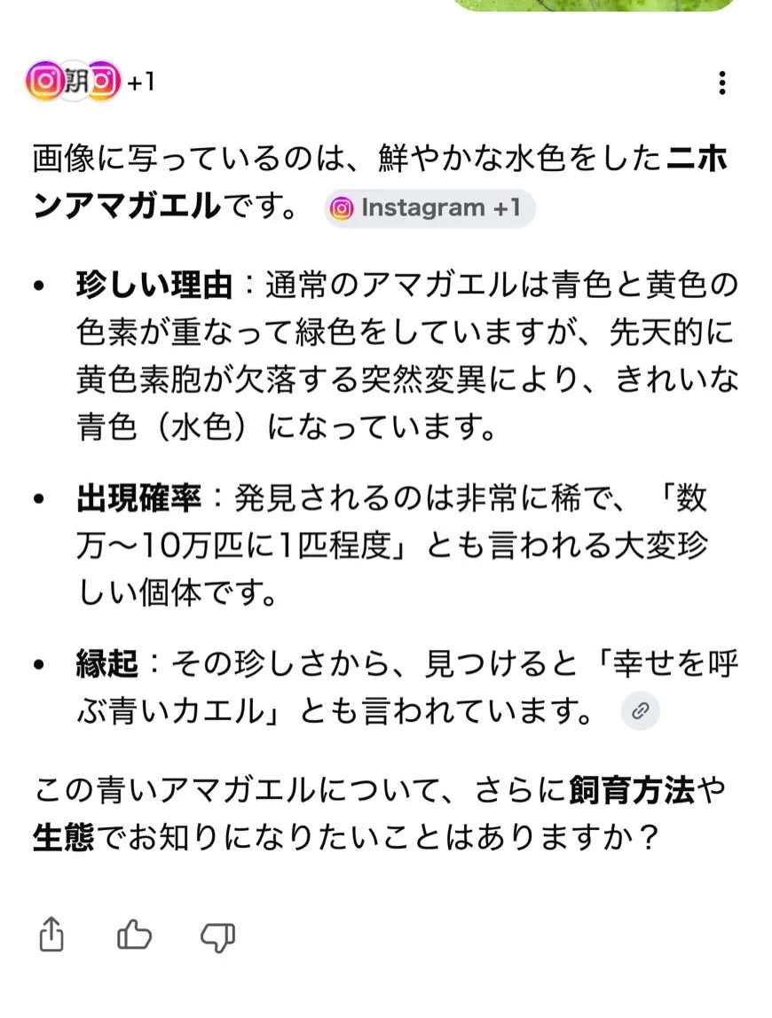 幸せを呼ぶカエルが来てくれた！