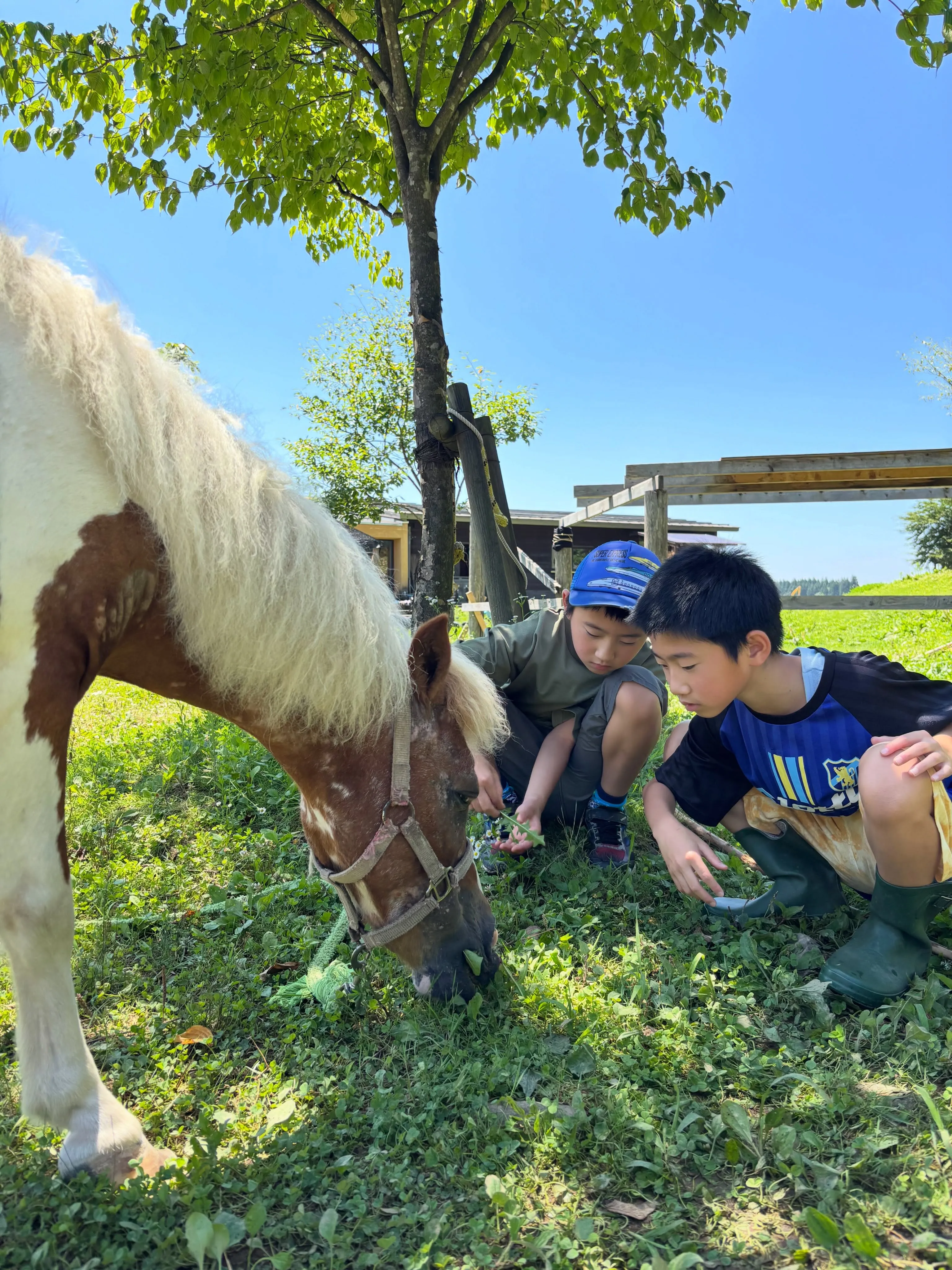 いつでもどこでも、草を喰む馬の傍にはいつも彼！