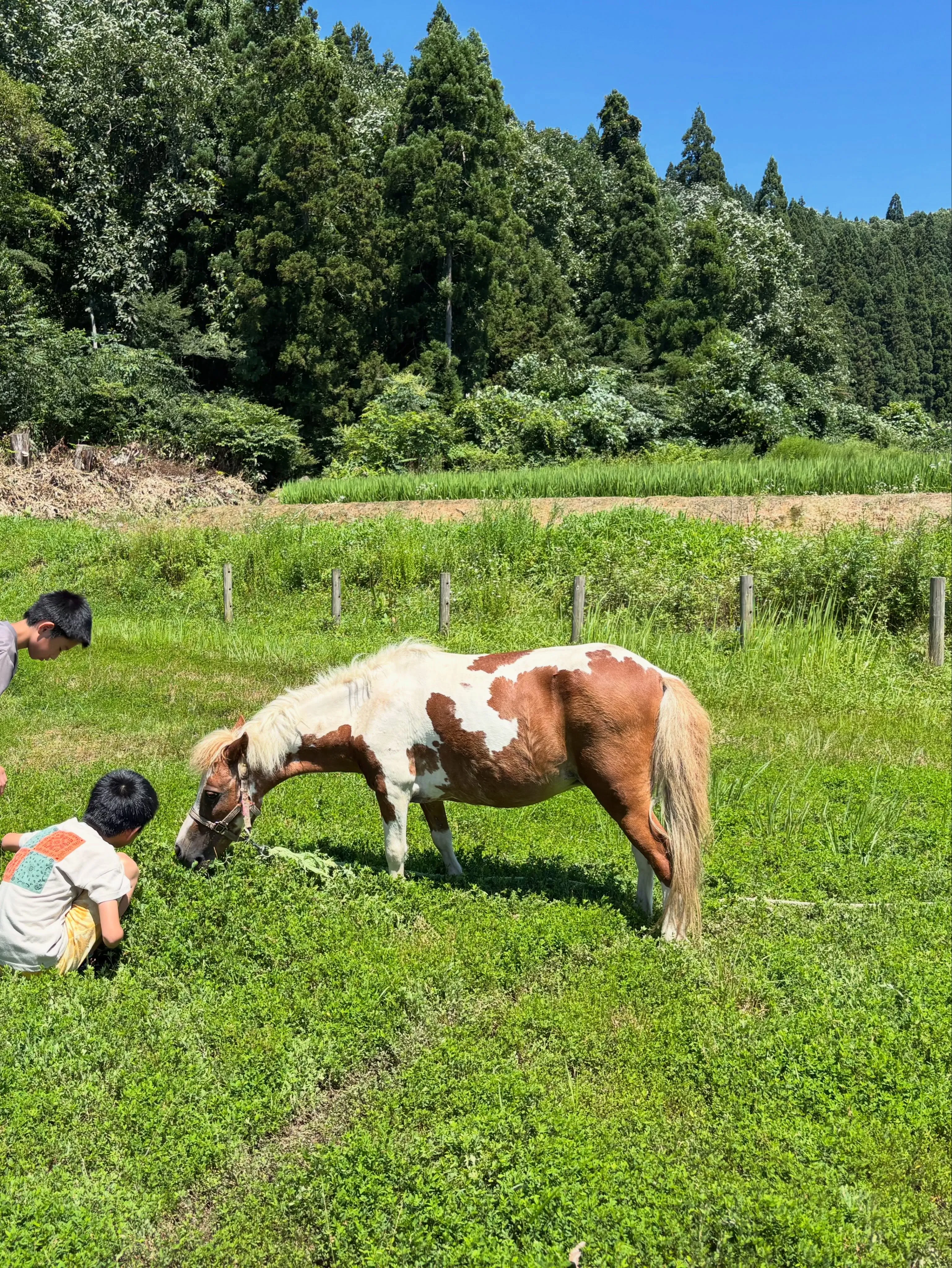いつでもどこでも、草を喰む馬の傍にはいつも彼！