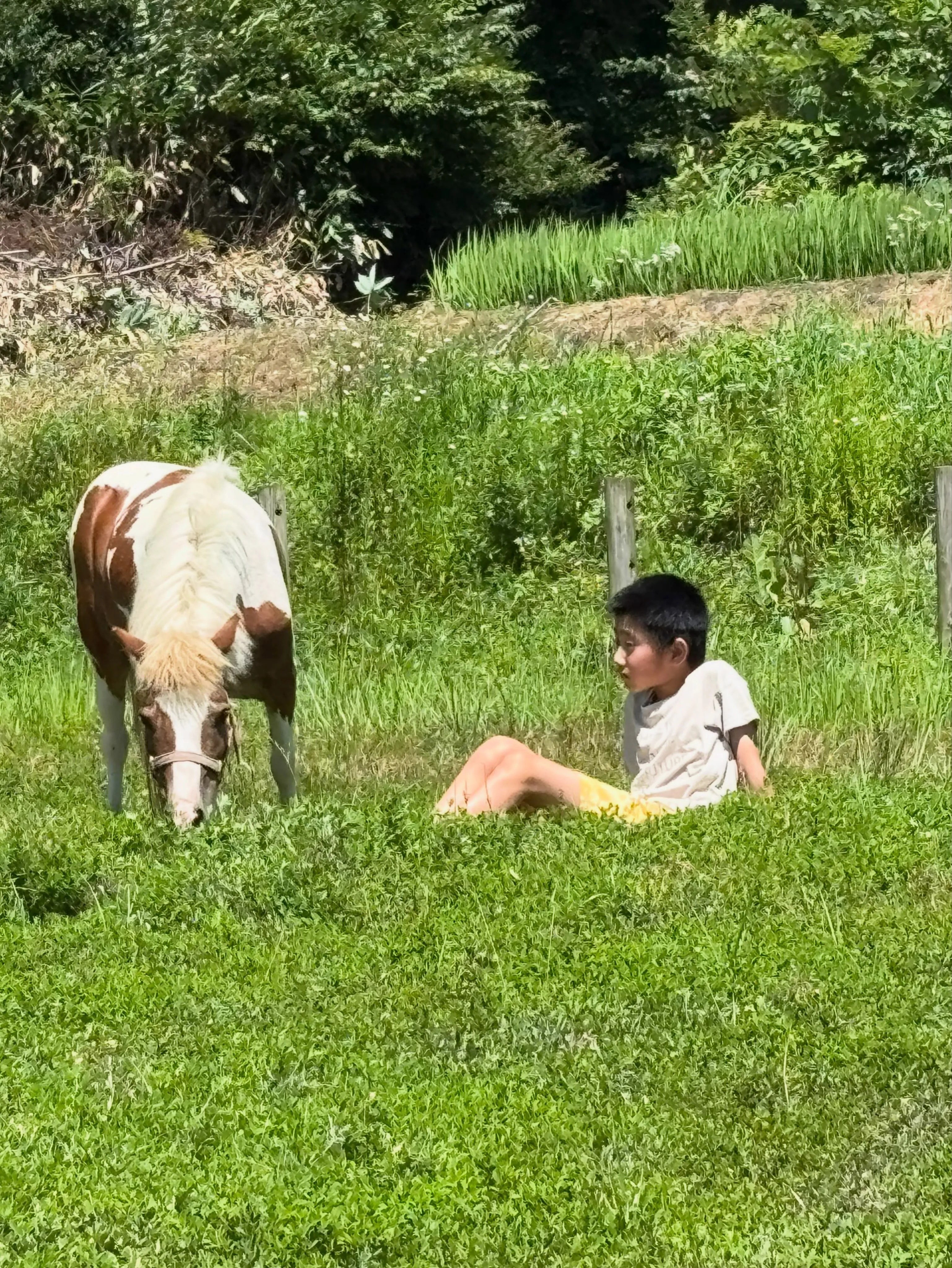 いつでもどこでも、草を喰む馬の傍にはいつも彼！