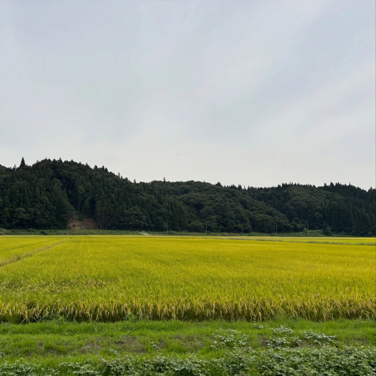 見て見て、描いたよ！いいねー、この躍動感🐎
