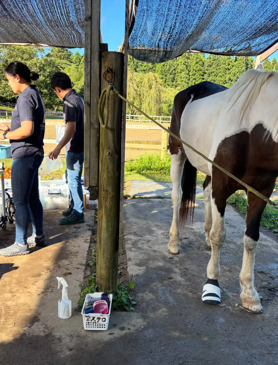 遠くドイツと北海道から、アステロの治療の為に駆けつけてくださ...