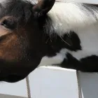 エサやり