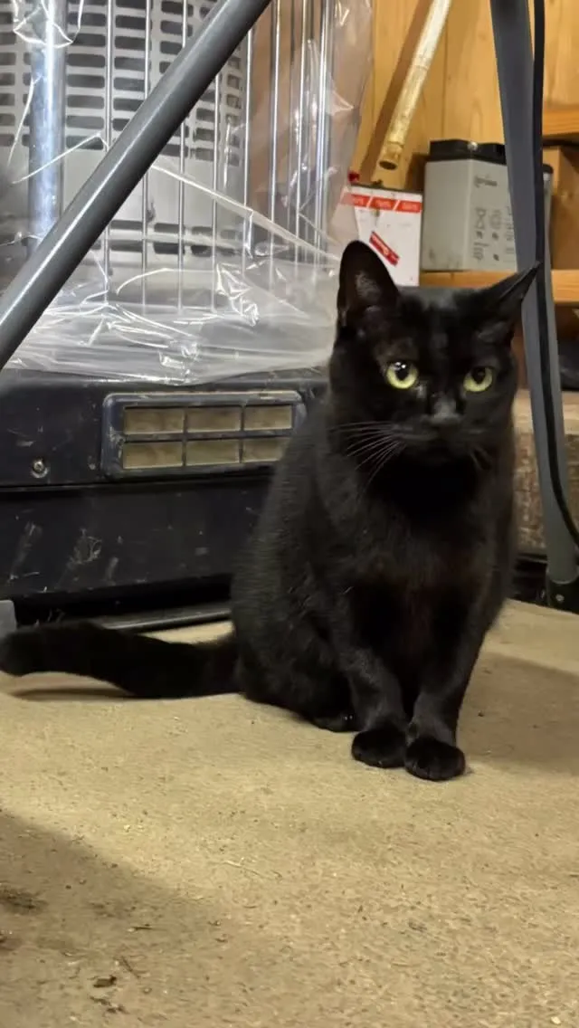 今日の主役はネコのルーシー🐱